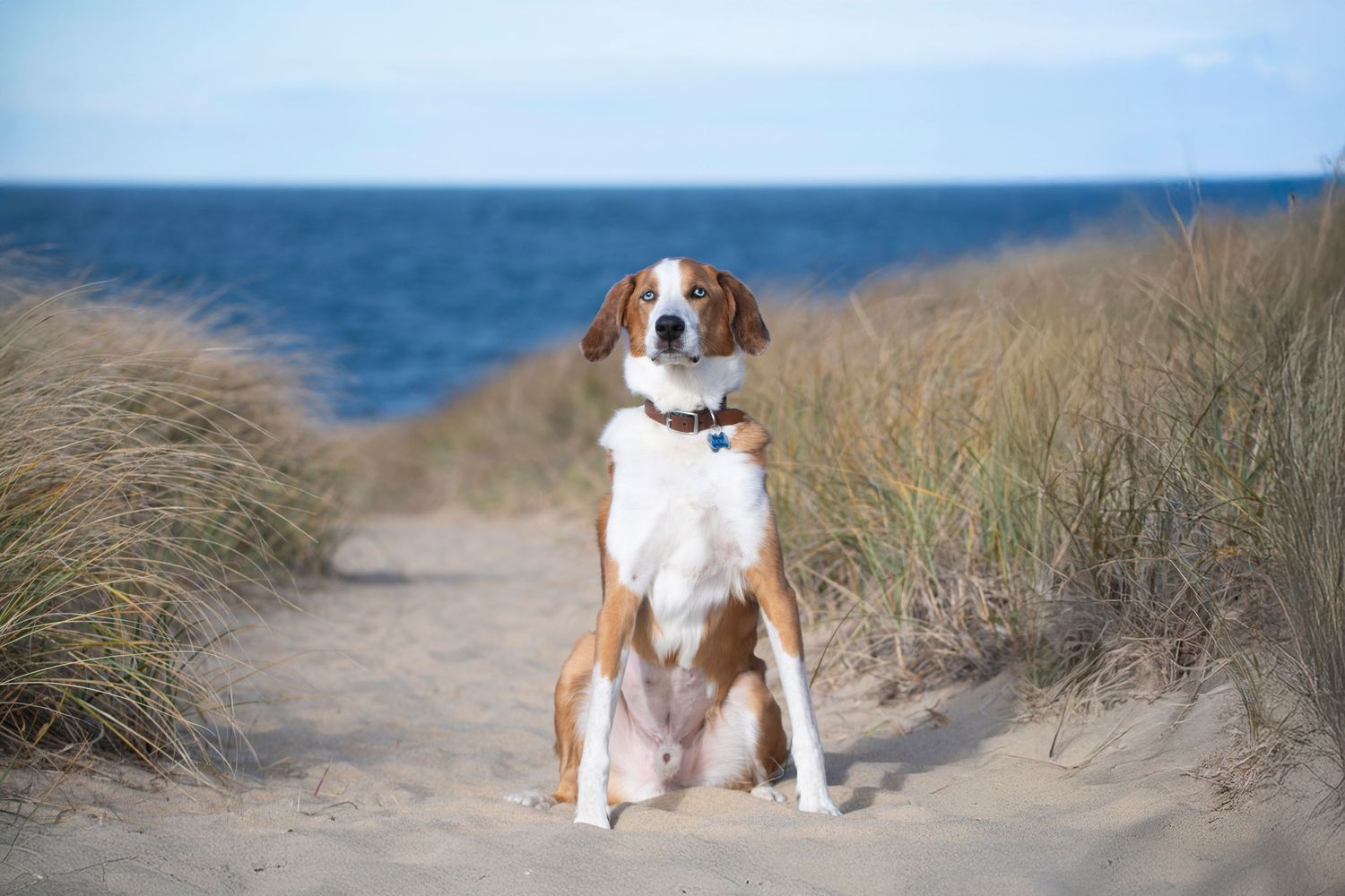 Brown and white dog sitting alertly on sandy beach path with ocean in background.