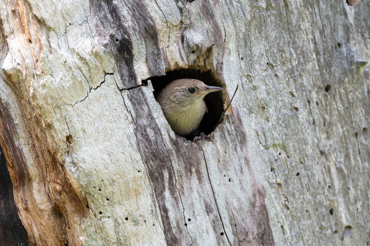 A series of woodpecker holes drilled into a weathered tree trunk creating a vertical pattern in the bark.