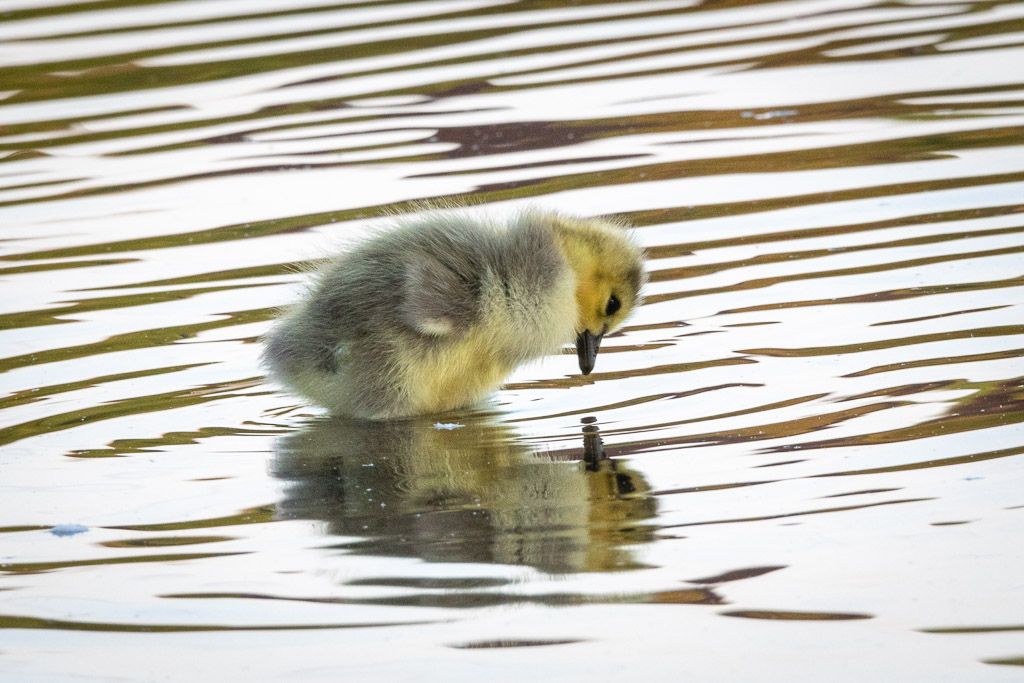 Baby ducklings swimming in rippling water following their mother in a line.