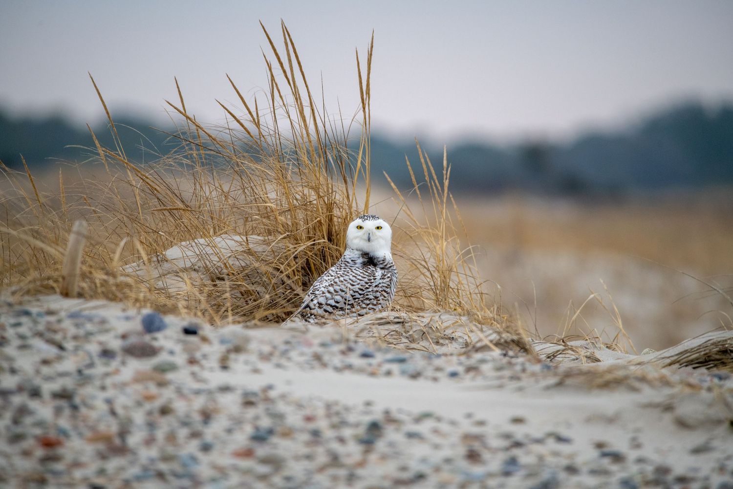 Snowy owl perched among dry grass in a winter coastal landscape.