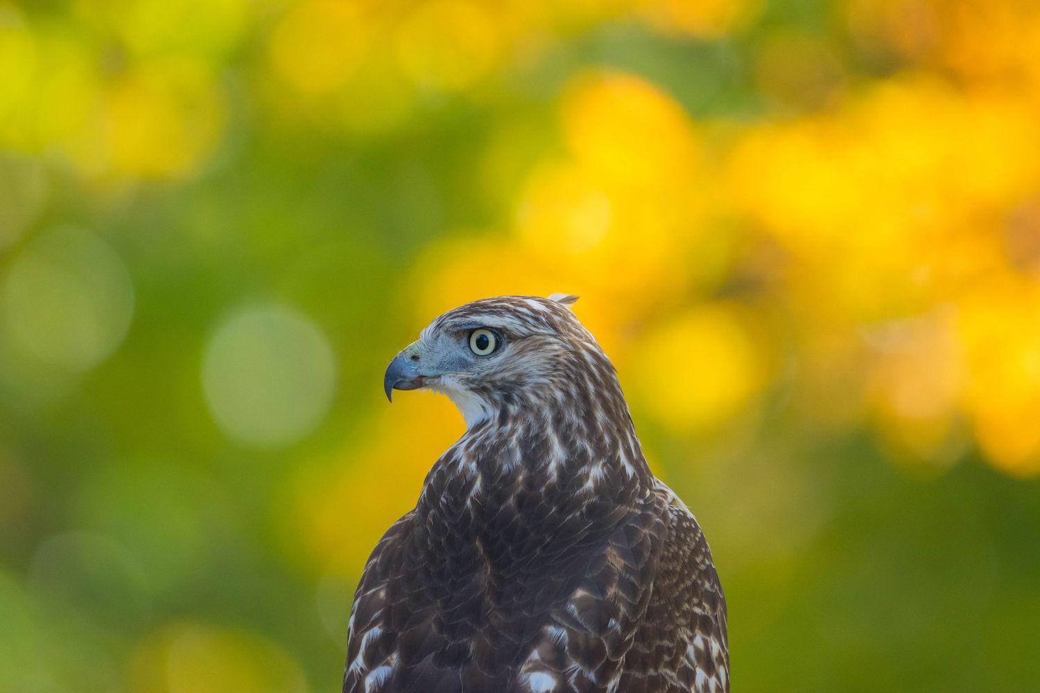 A majestic black eagle perches on a branch with vibrant yellow and green foliage in the background.