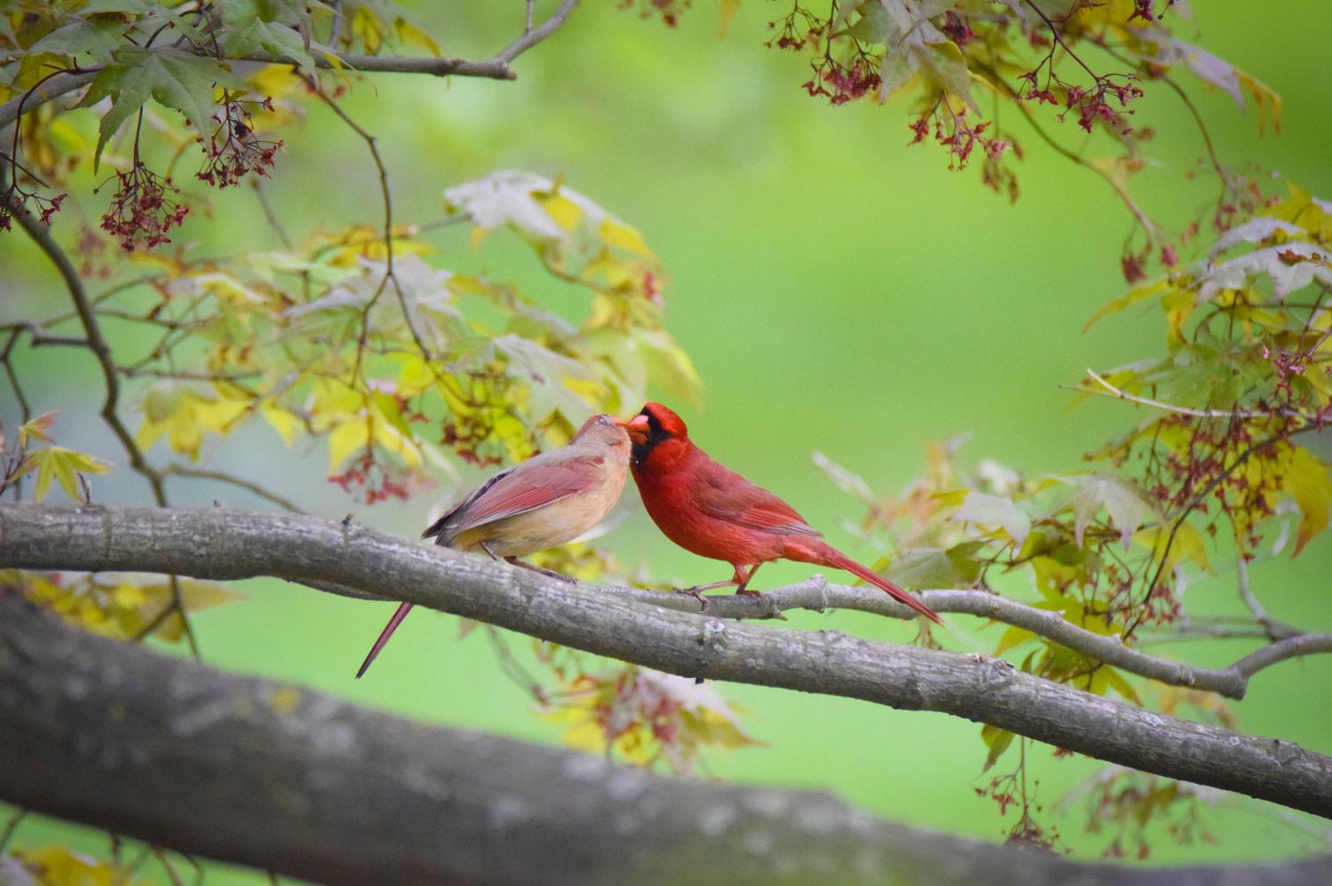 A bright red Northern Cardinal perches on a tree branch with autumn foliage in the background.