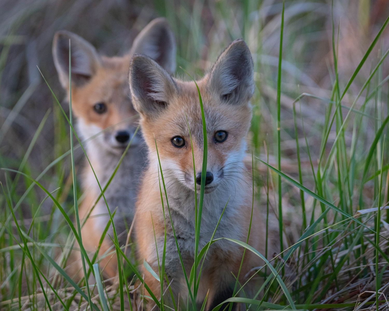 Two adorable red fox kits peek through tall grass in soft evening light, with one fox slightly behind the other.