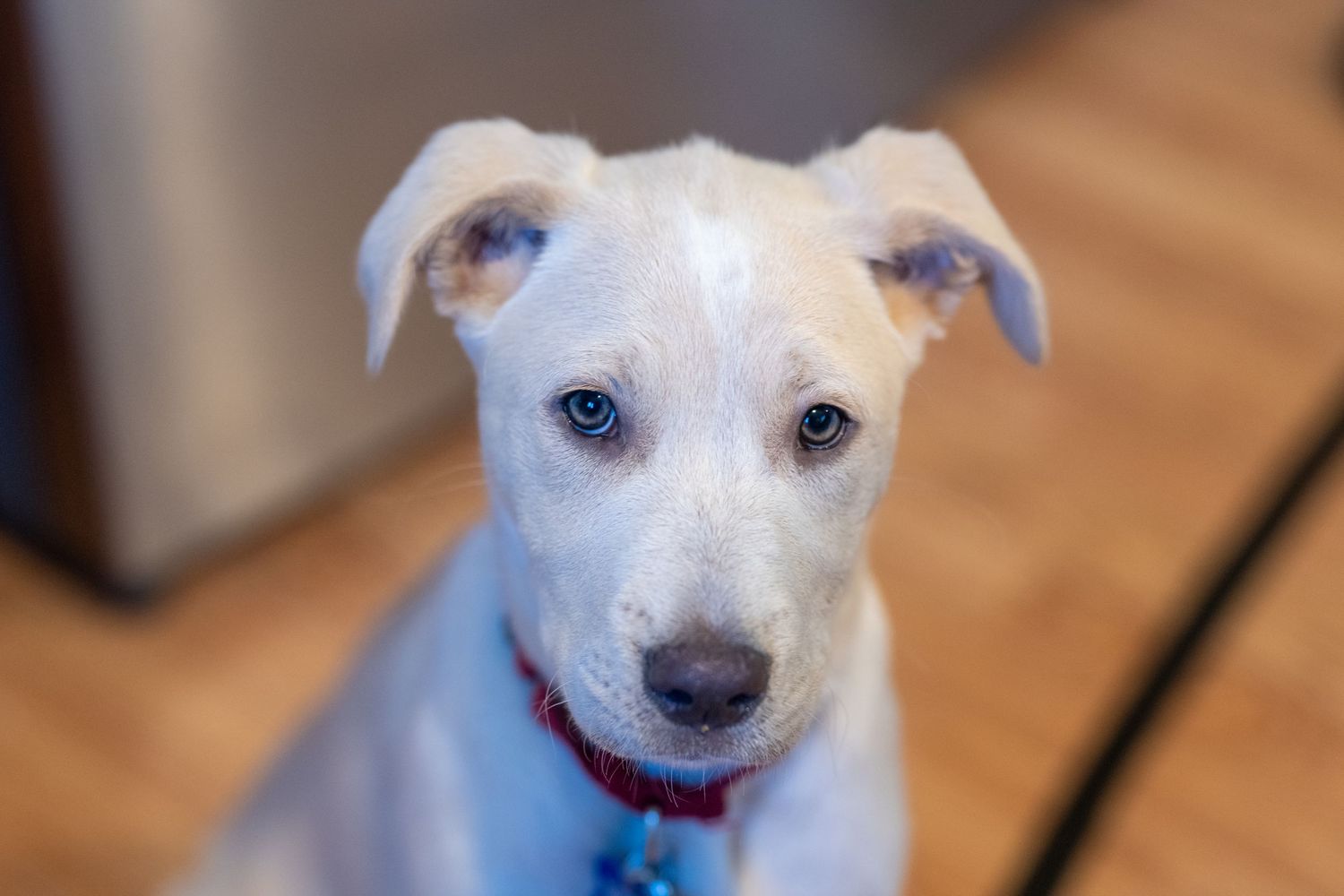 White dog with perky ears and red collar looking directly at camera.
