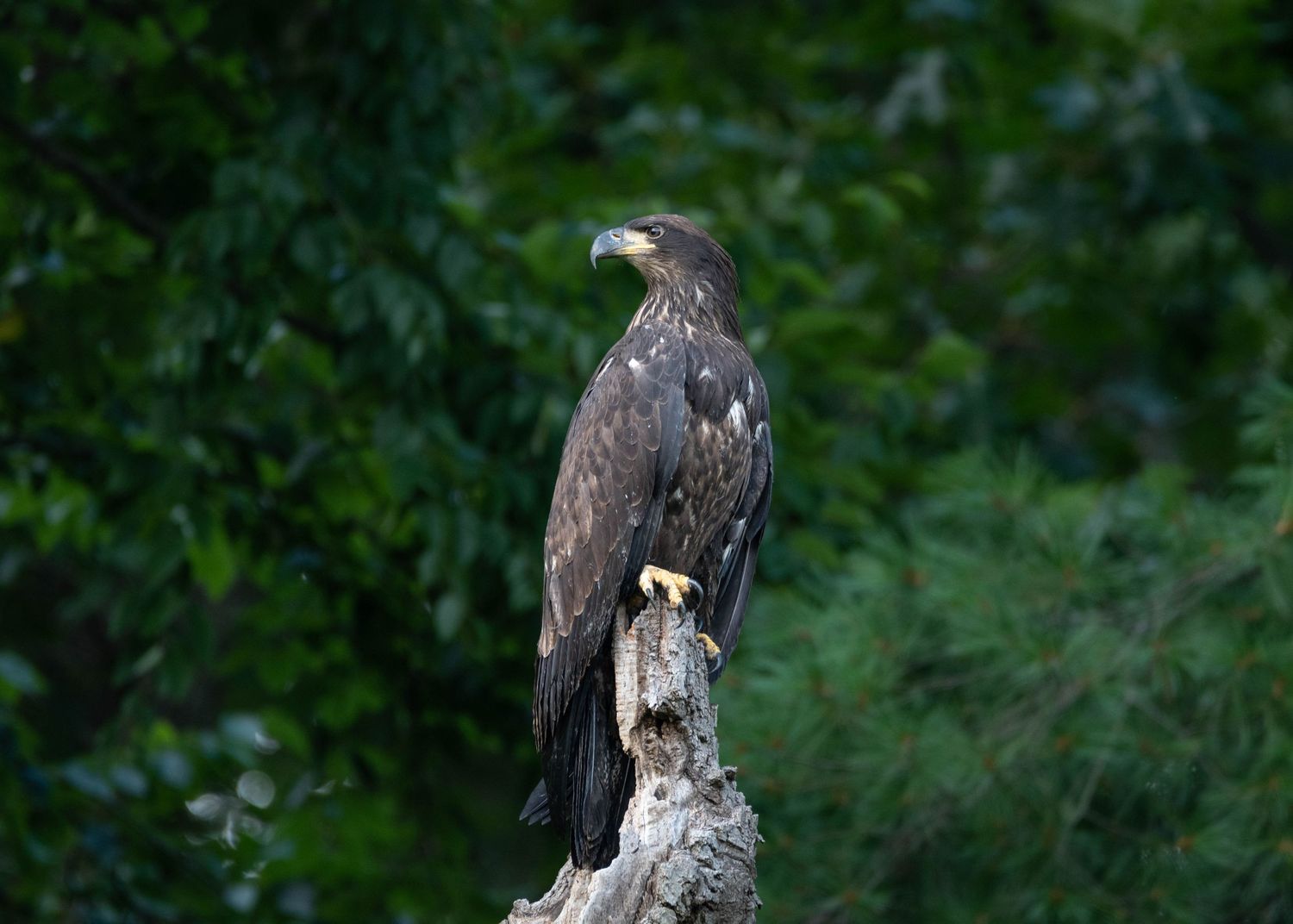 A sequence of photos showing a juvenile american bald eagle  perched on a tree branch in a natural forest setting.