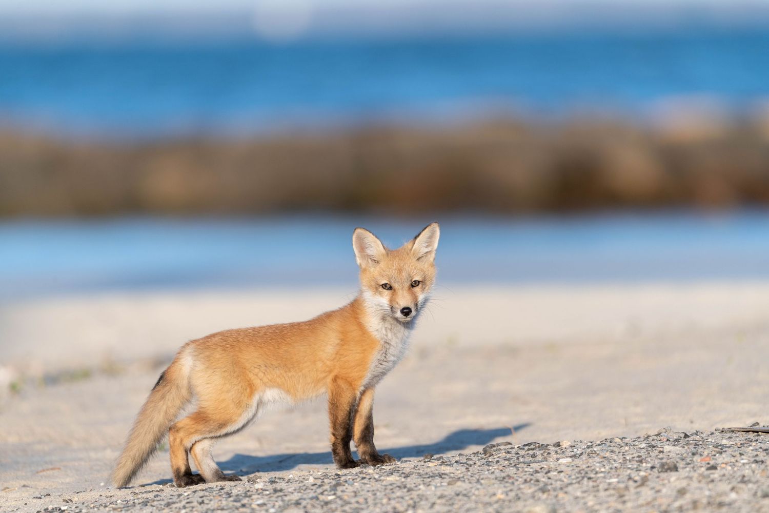 A red fox walking along a sandy beach shore with blurred blue water in the background.