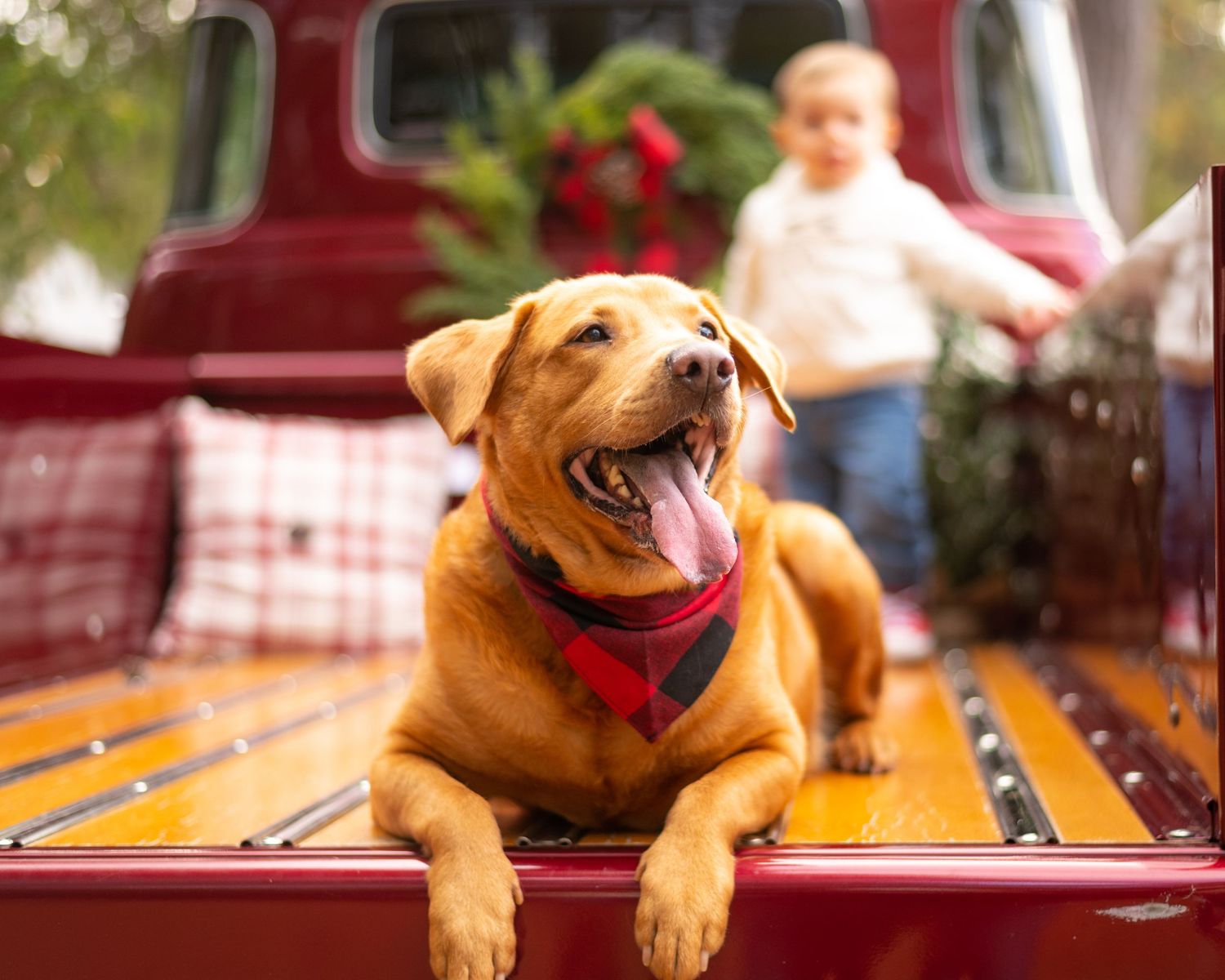 Happy brown dog lying on red truck bed with tongue out.