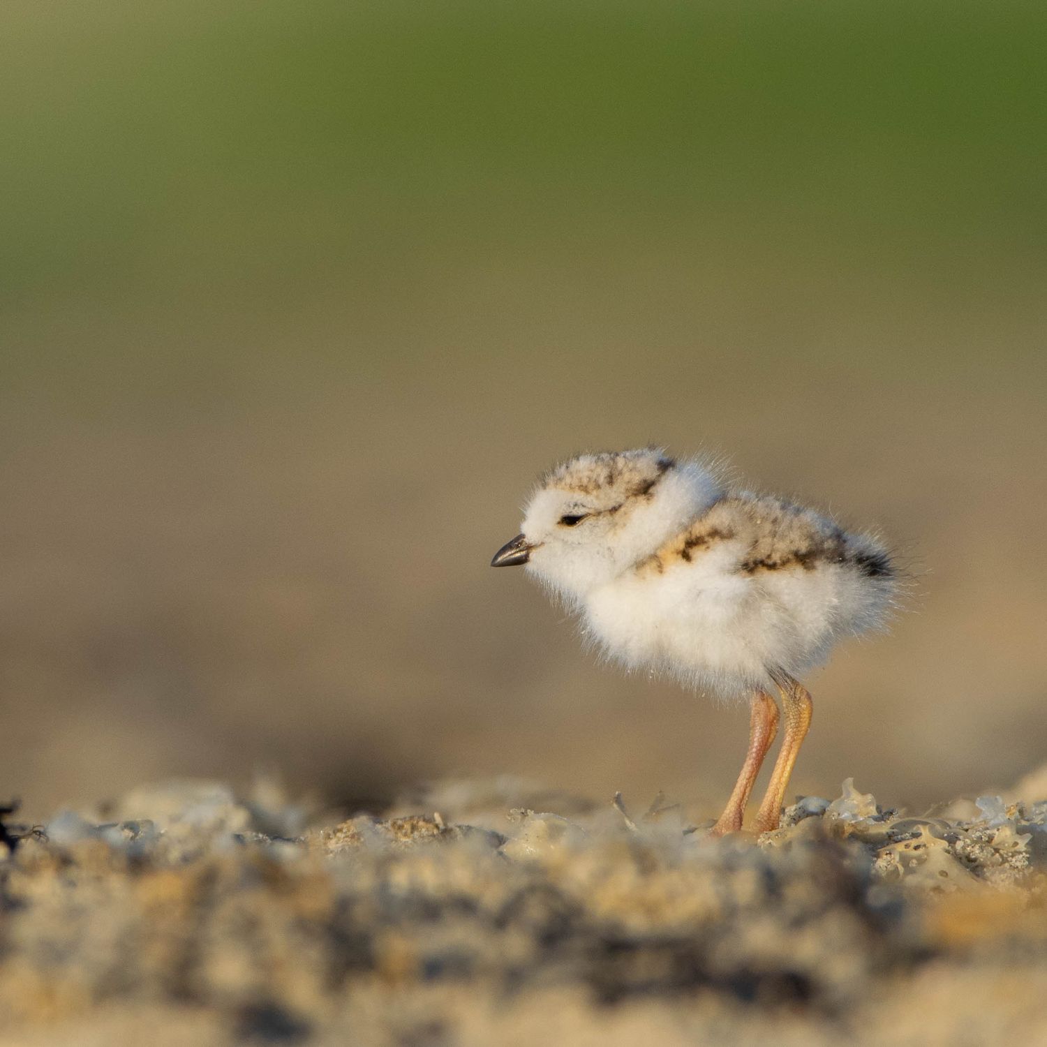 A small piping plover chick forages along a sandy beach in soft natural lighting.