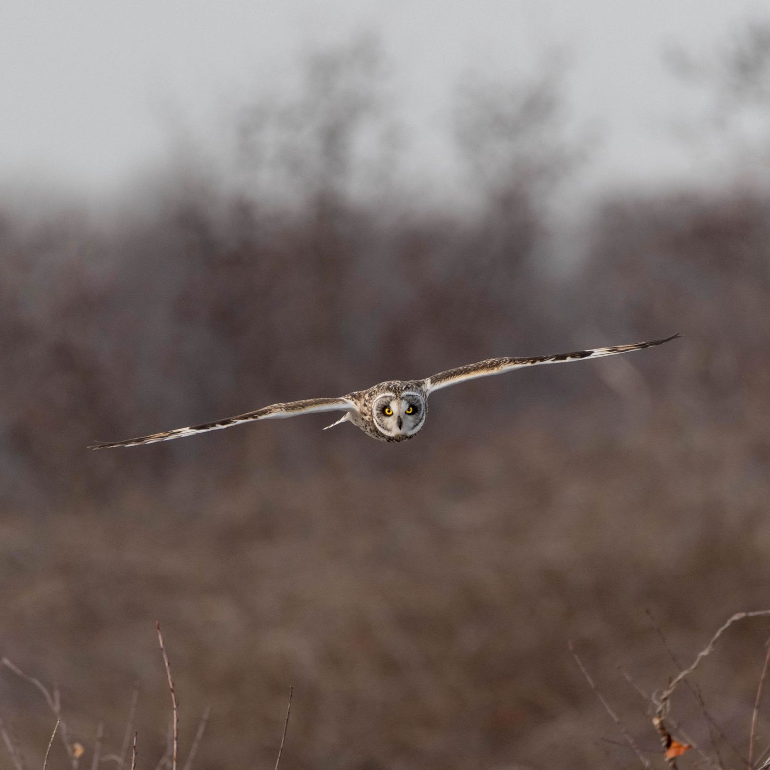 A Great Gray Owl spreads its wings in flight while hunting over a snowy winter landscape.