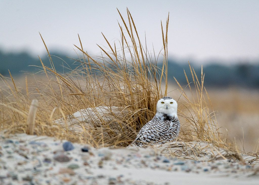 A snowy owl resting among golden beach grass on a sandy dune in a coastal winter landscape.