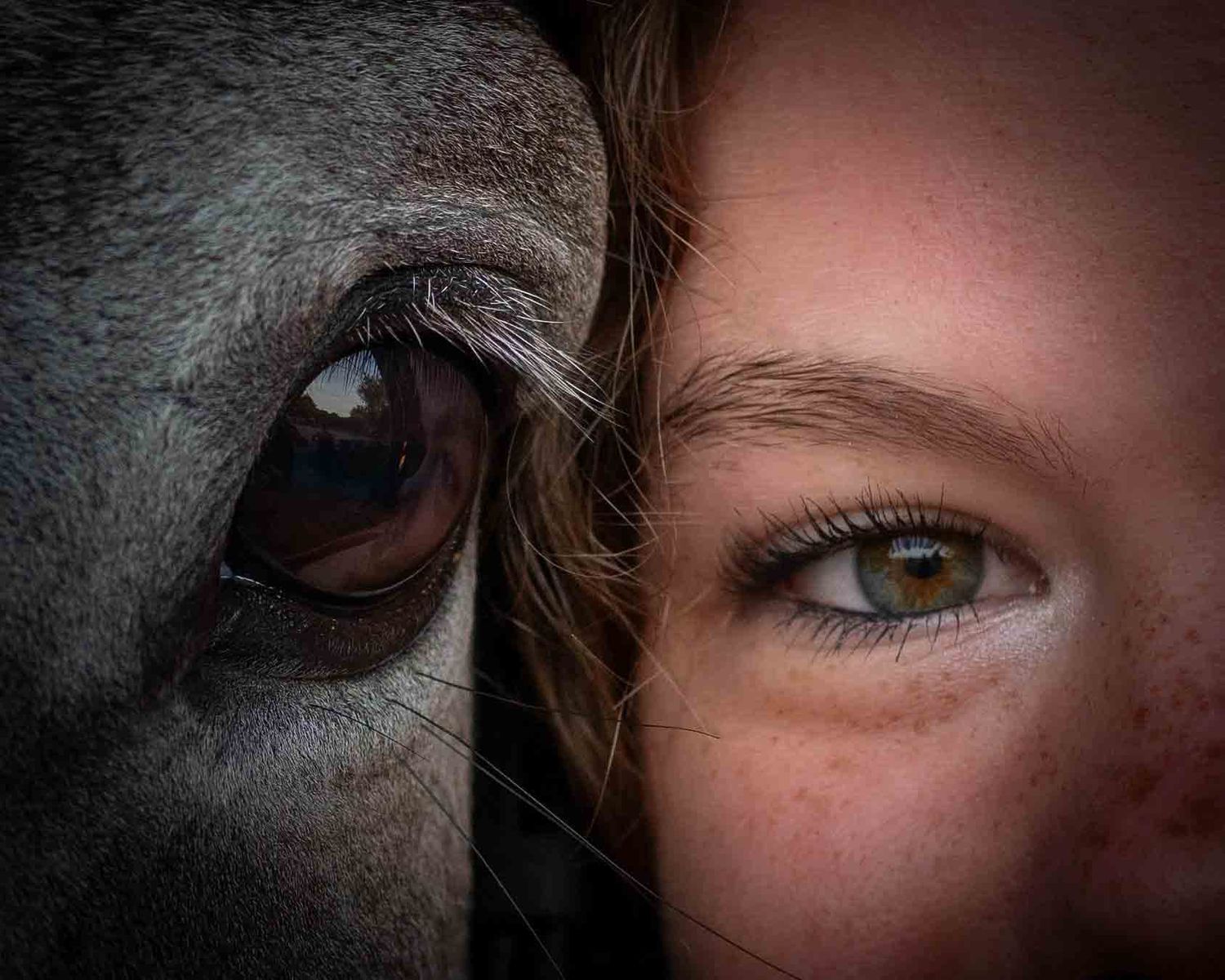 Close-up split portrait of a horse and young girl eye to eye, showcasing bond between human and animal.
