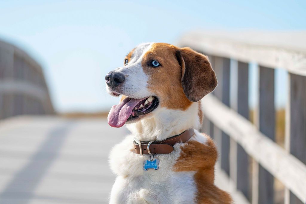 Happy beagle mix dog with tongue out poses on wooden boardwalk by beach.
