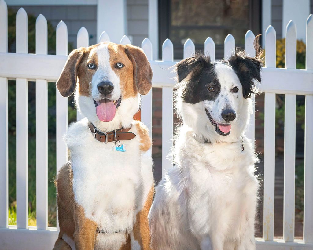 Two happy dogs, a beagle mix and border collie, posing together by white picket fence.