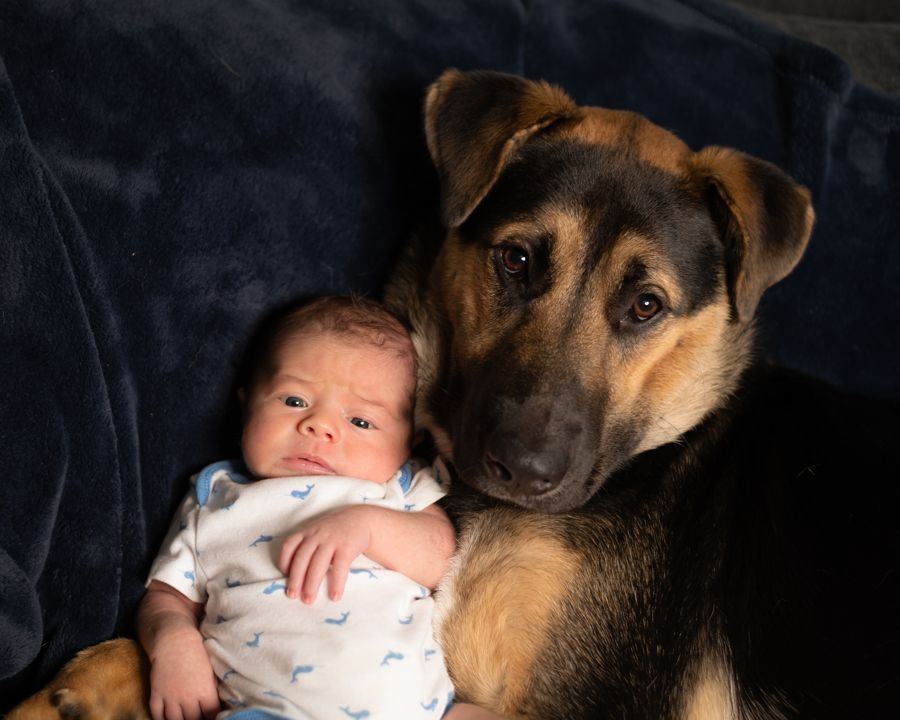 A German Shepherd dog lies protectively next to a baby wearing white on a dark background.