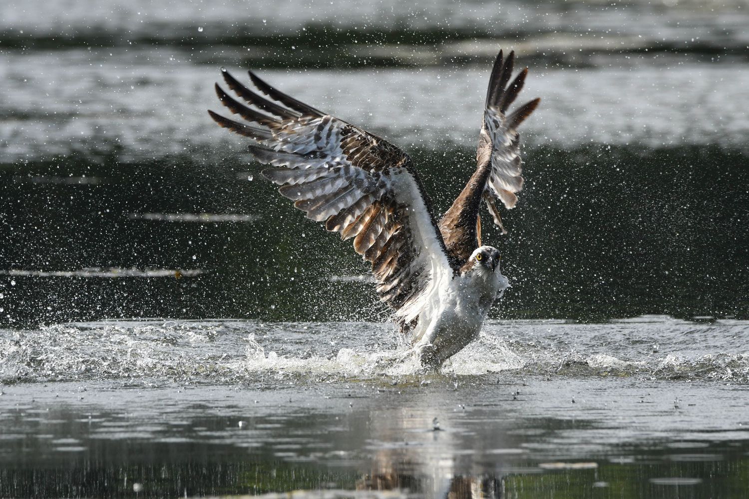 Osprey bird spreads its wings while catching fish in splashing water during dramatic hunting moment.