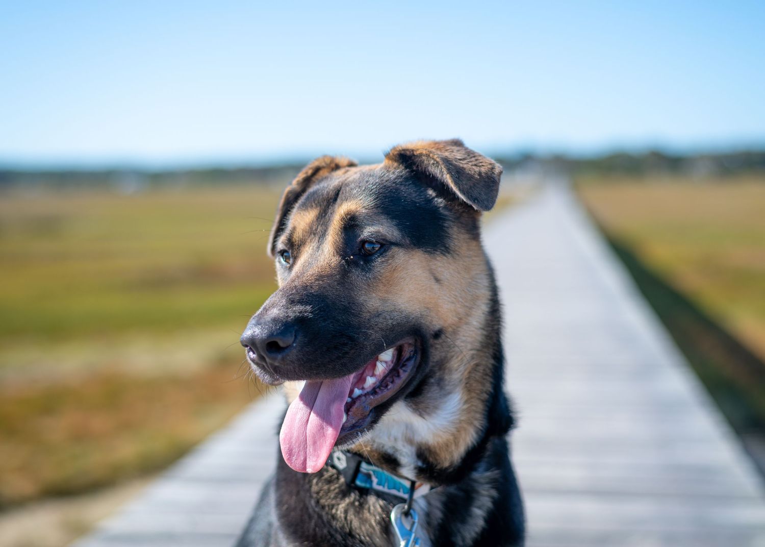 A German Shepherd mix dog walks along a wooden boardwalk through coastal grassland.