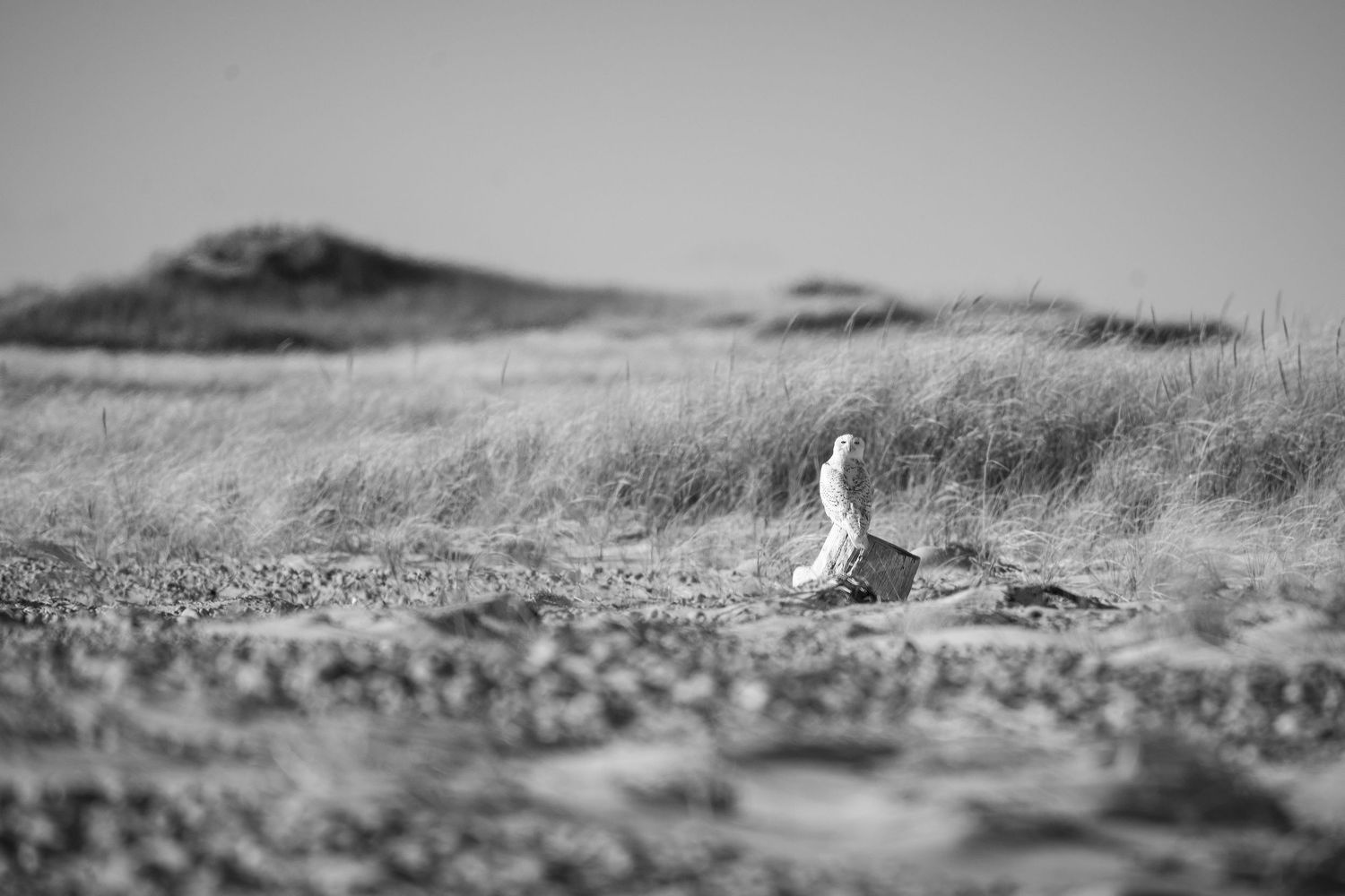 A white snowy owk sits alone in a black and white beach landscape with rolling hills in the background.