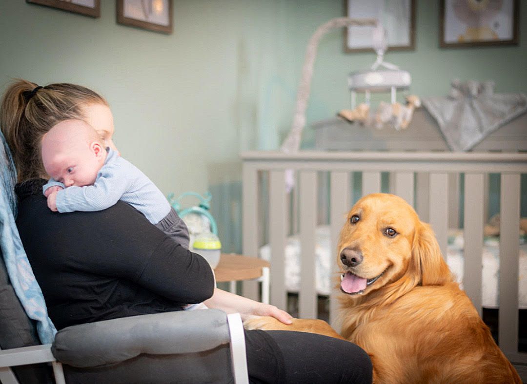 Golden retriever dog relaxing and receiving affection in a home setting.