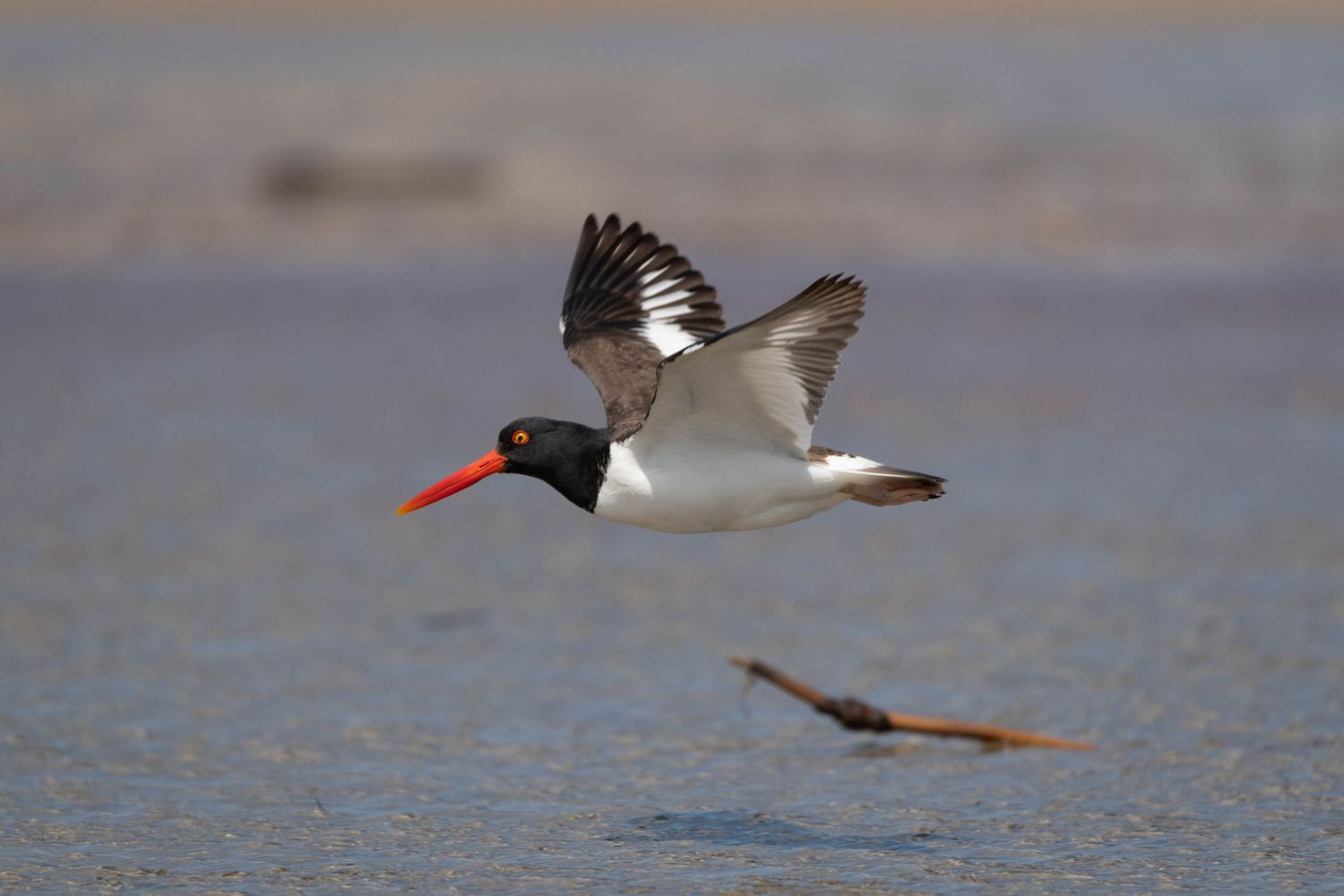 A sequence of American Oystercatchers in flight showing their distinctive red beaks and black and white plumage.