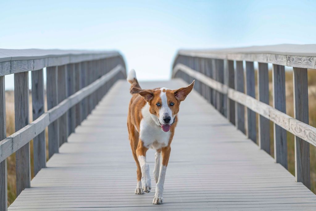 Brown and white dog walking confidently down wooden boardwalk bridge.