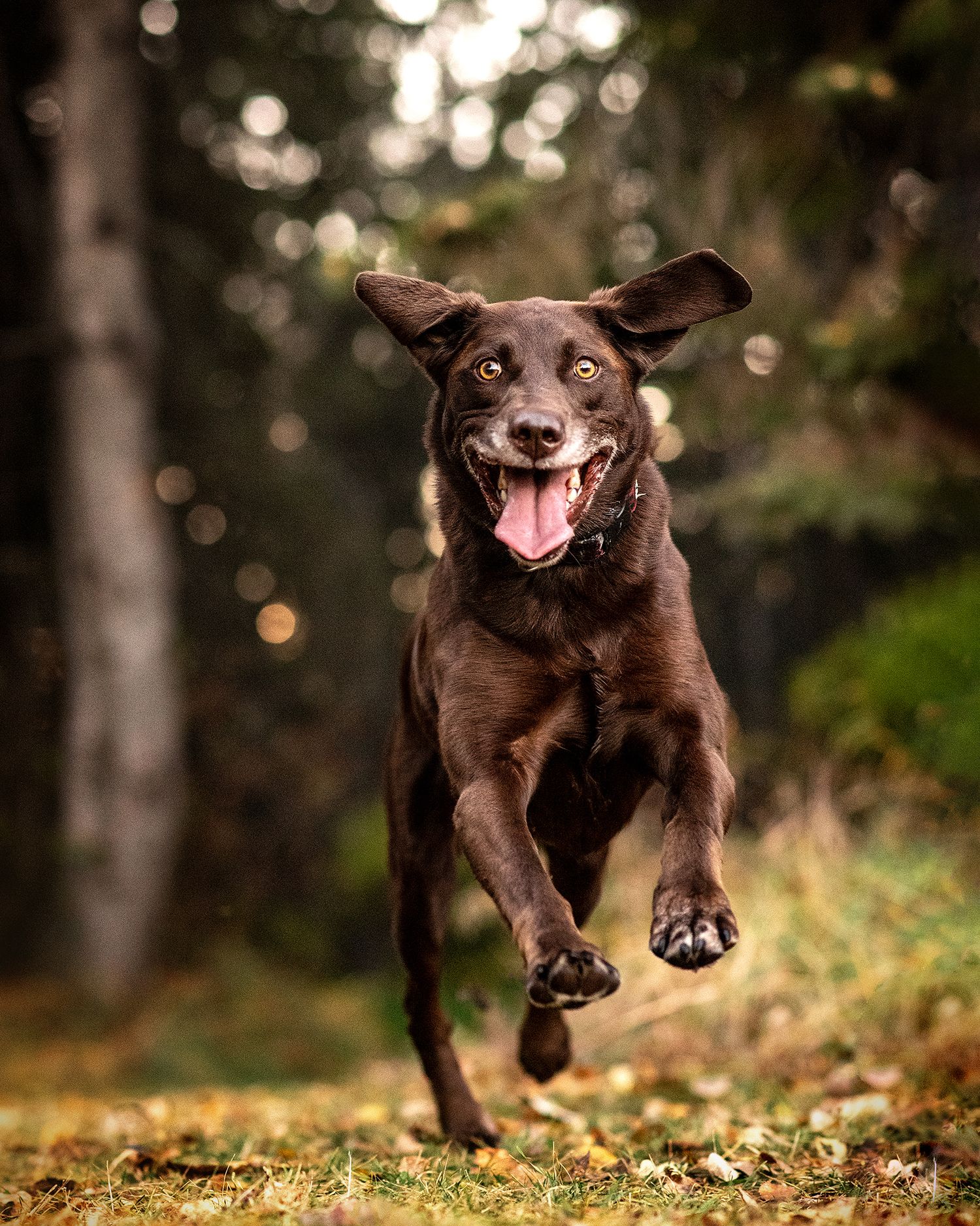 Lab running in the leaves