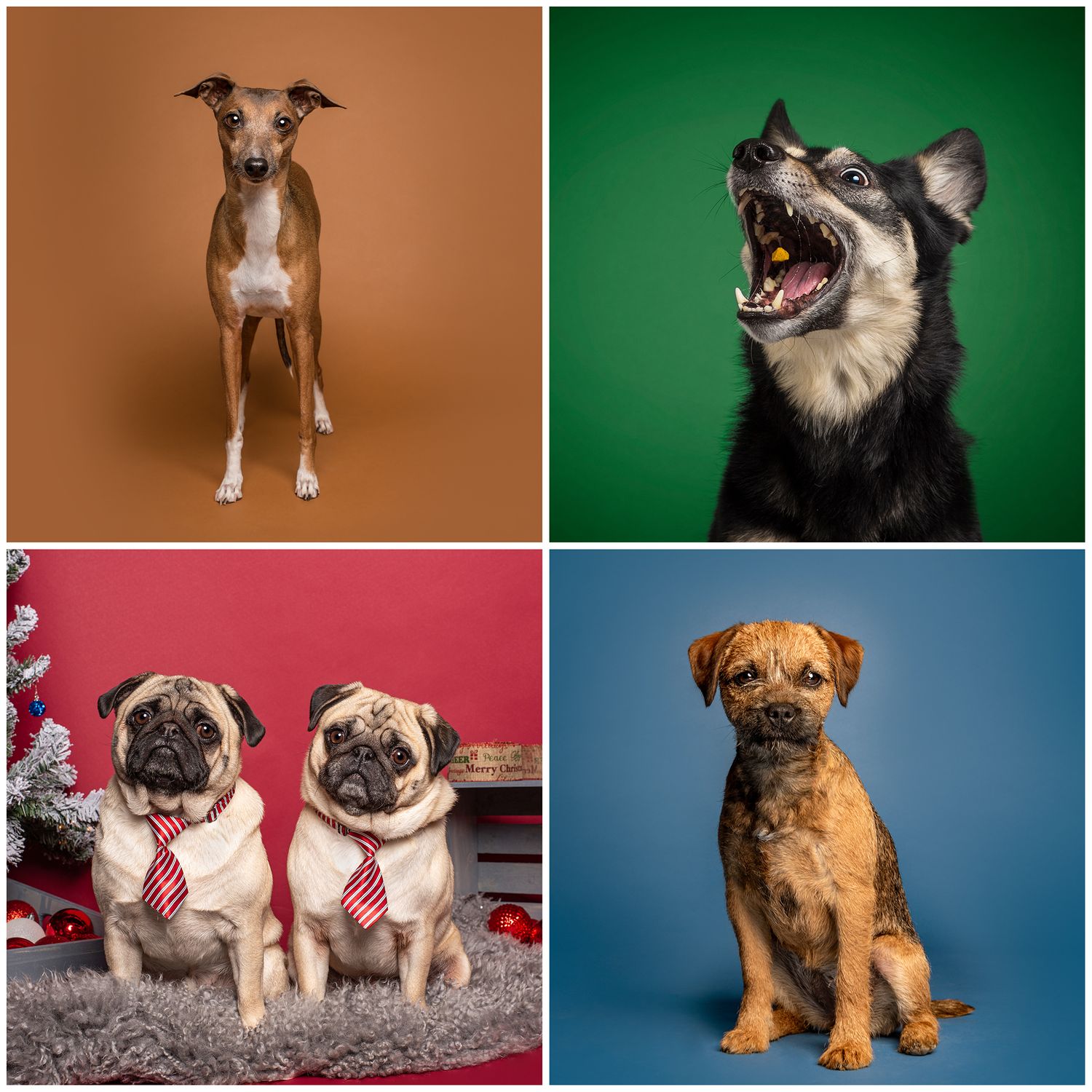 Corporate events, portable studio. Pet Photographer
