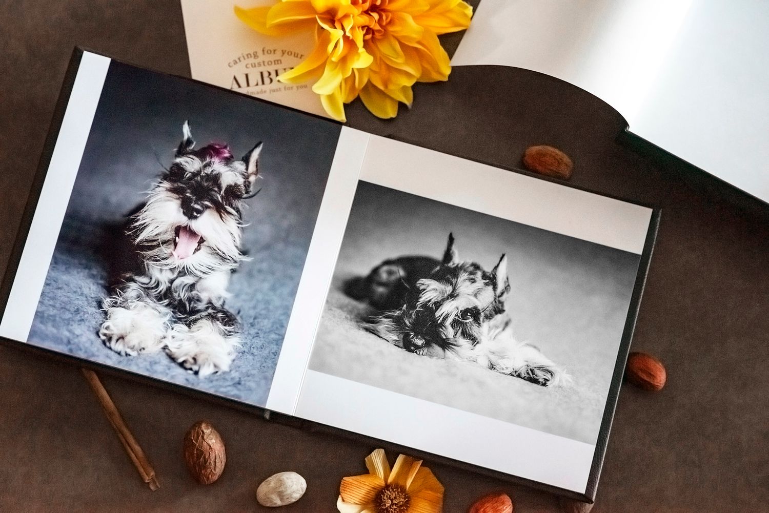 Photographer Red Deer, Alberta. Pet Photographer. Dog Photographer. Fine Art Album