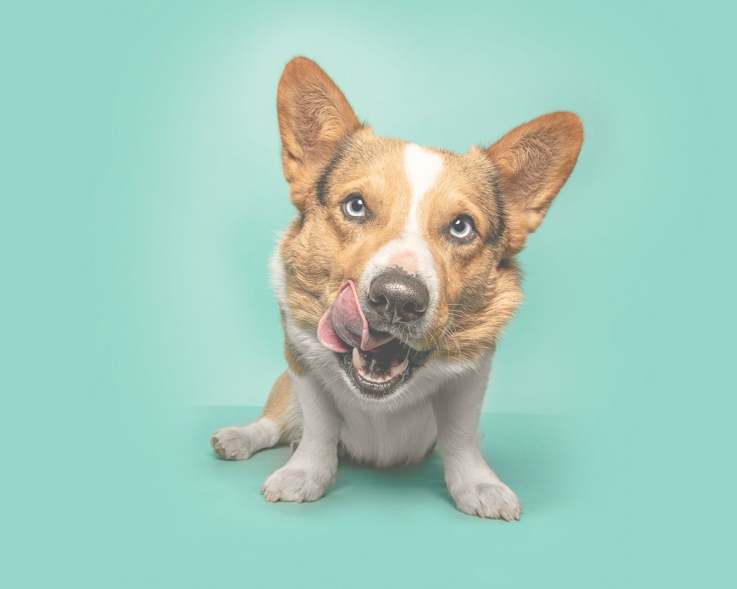 Portable Studio. Alberta Dog Photographer near me. Pet Portrait Photographer in Red Deer, Alberta