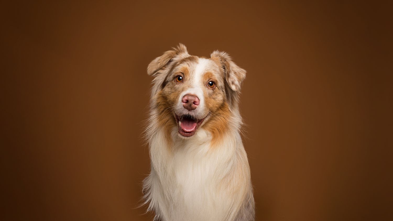 Aussie, Australian Shepherd Dog. Mocha. In studio, Alberta Pet Photographer. Dog photographer near me.