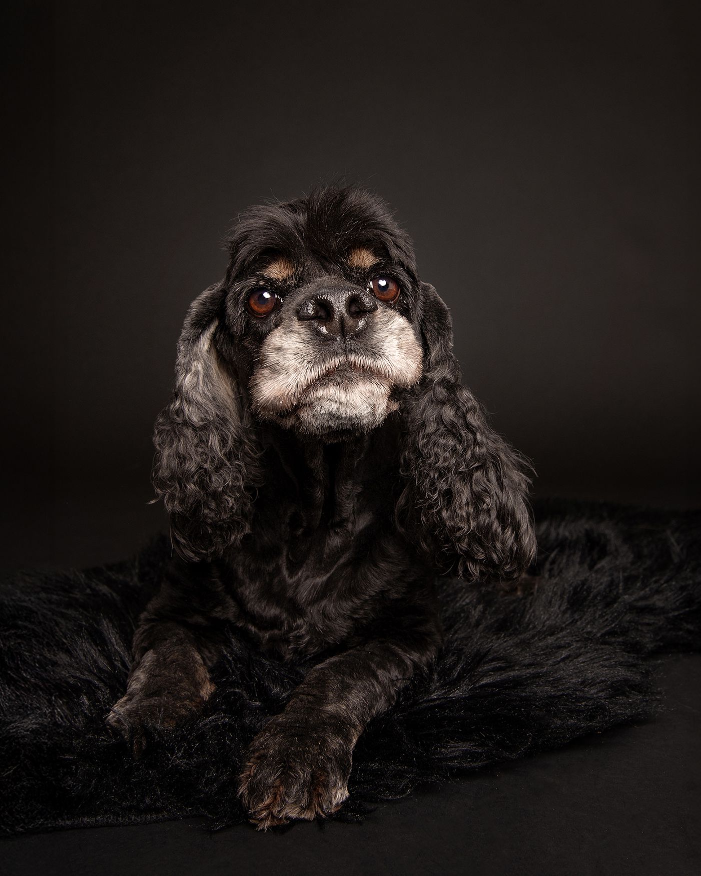 Siren, a senior cocker spaniel on a black backdrop at Tripdog Photography Studios