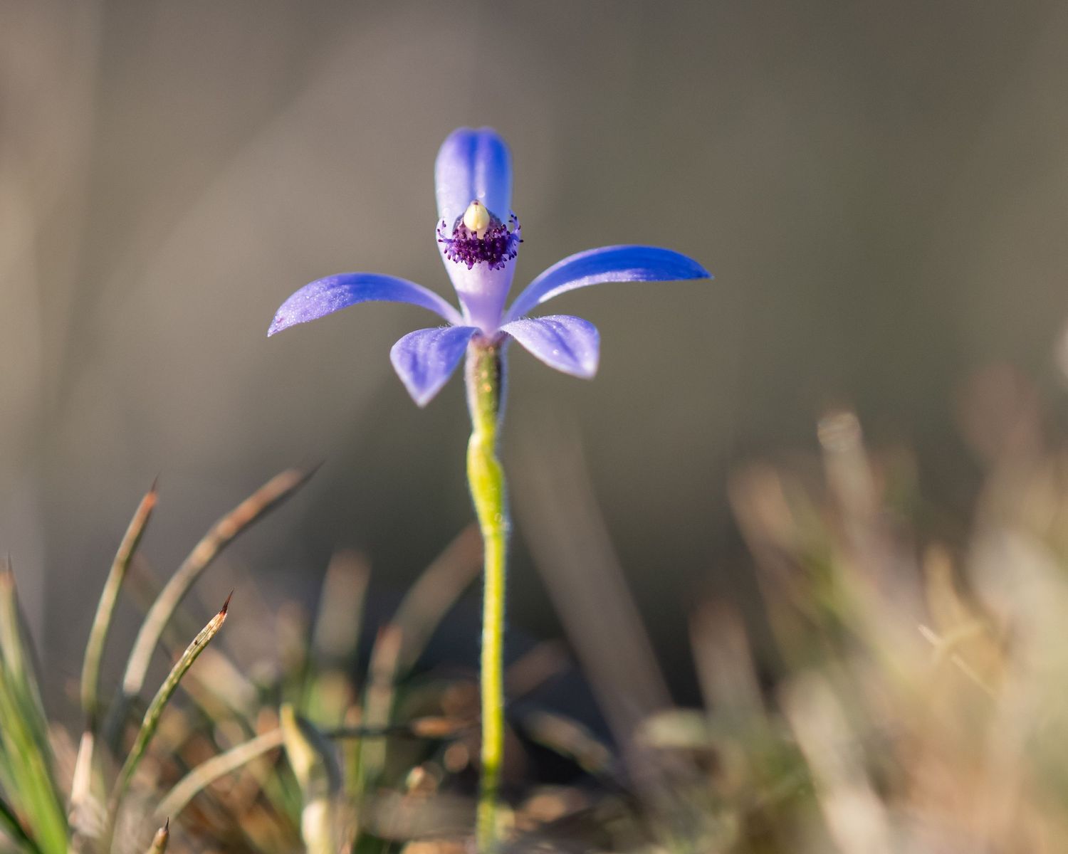 Blue Fairy Orchid, Oakajee NR