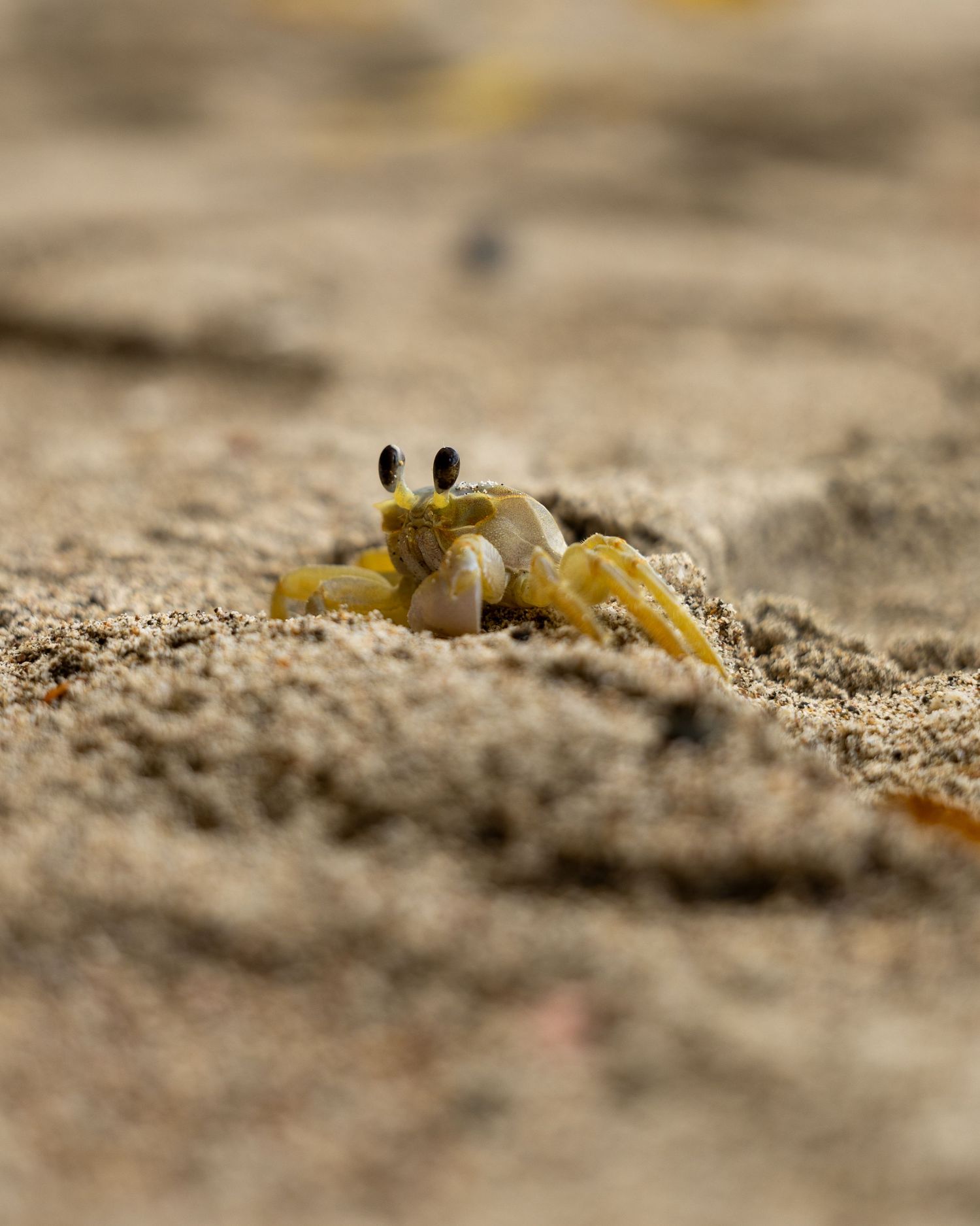 A yellow ghost crab emerges from its burrow on sandy beach, with blurred background and shallow depth of field.