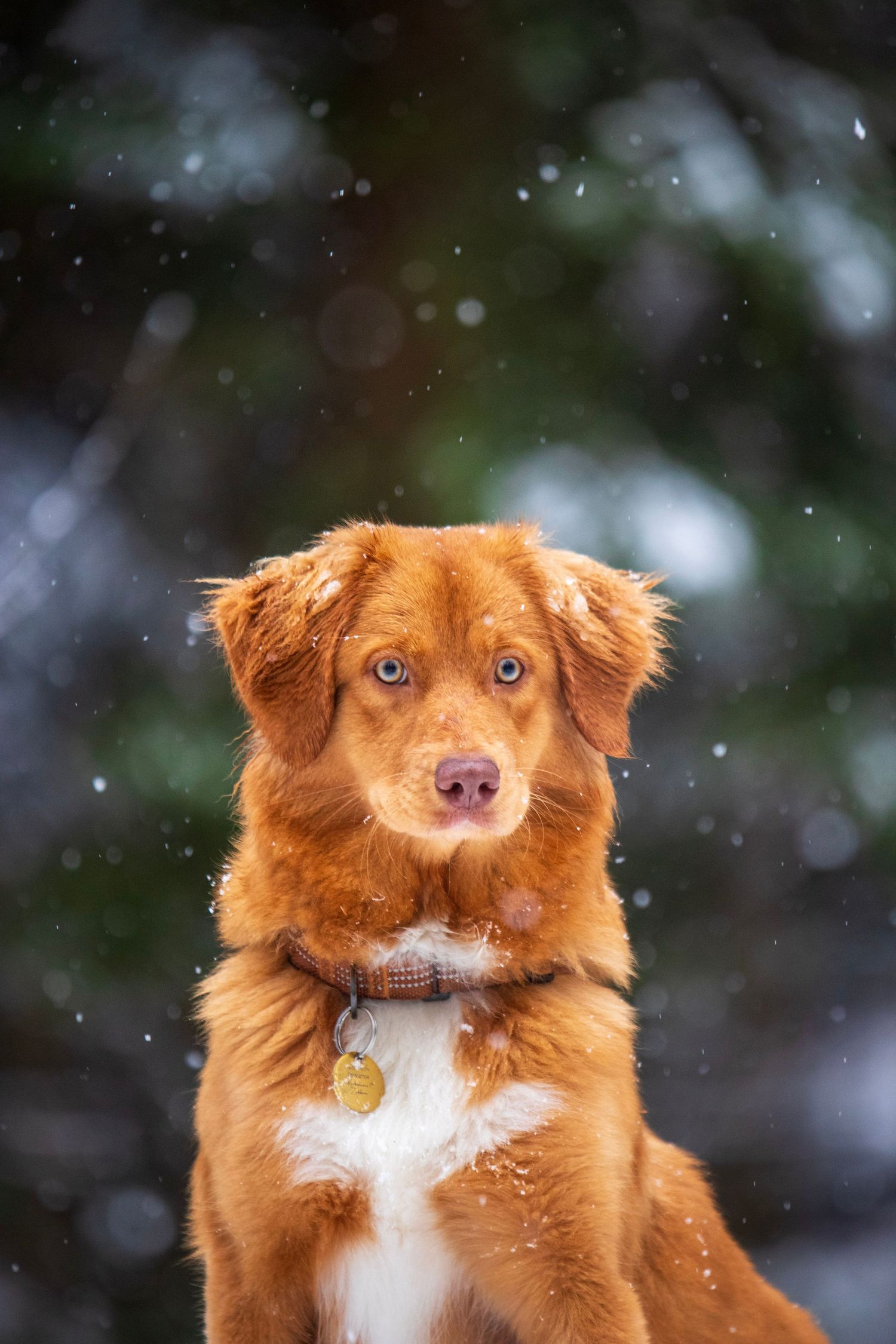 Golden retriever mix dog with bright blue eyes looking at camera while snow falls around them.