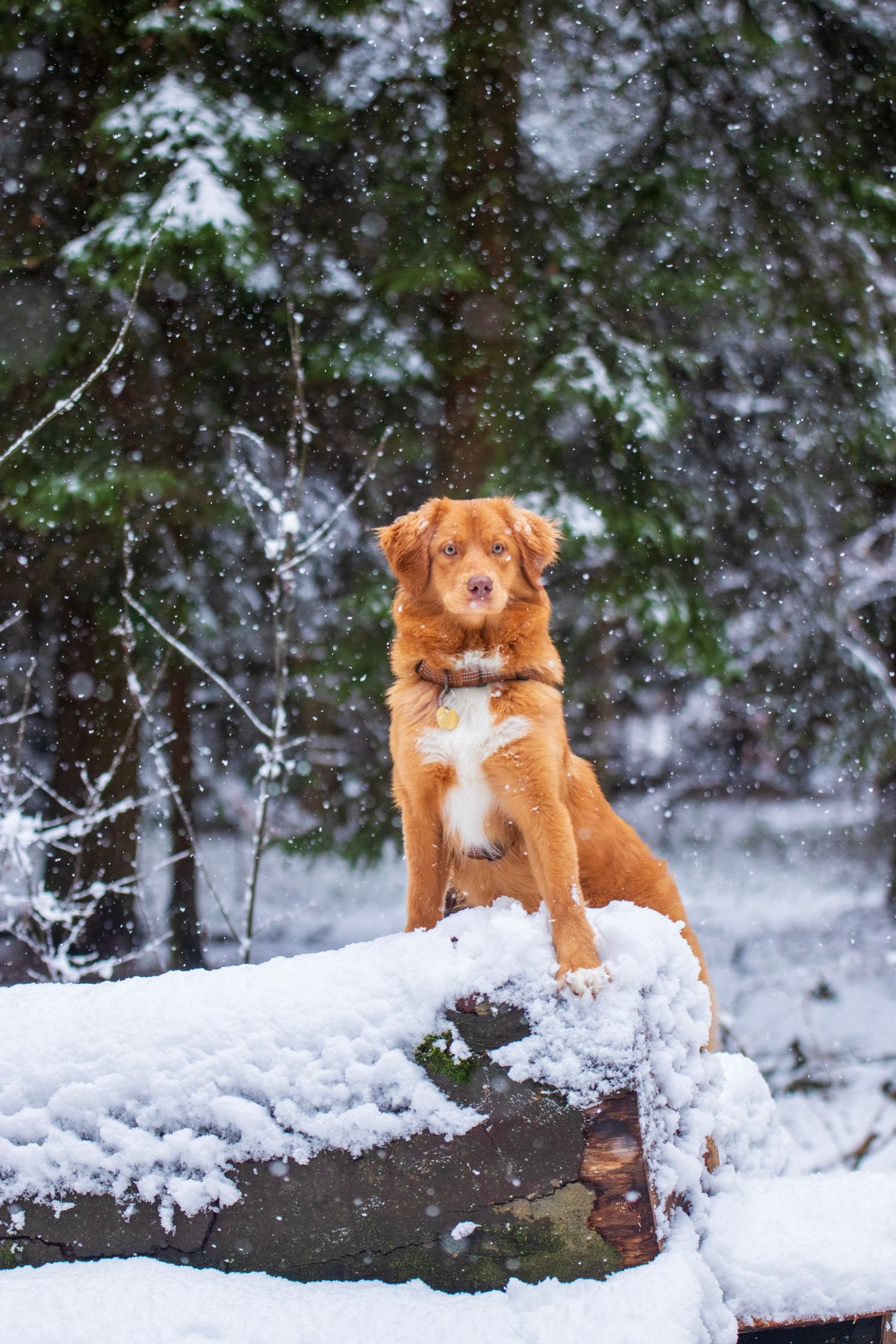 Nova Scotia Duck Tolling Retriever sitting on a snow-covered log in a forest.