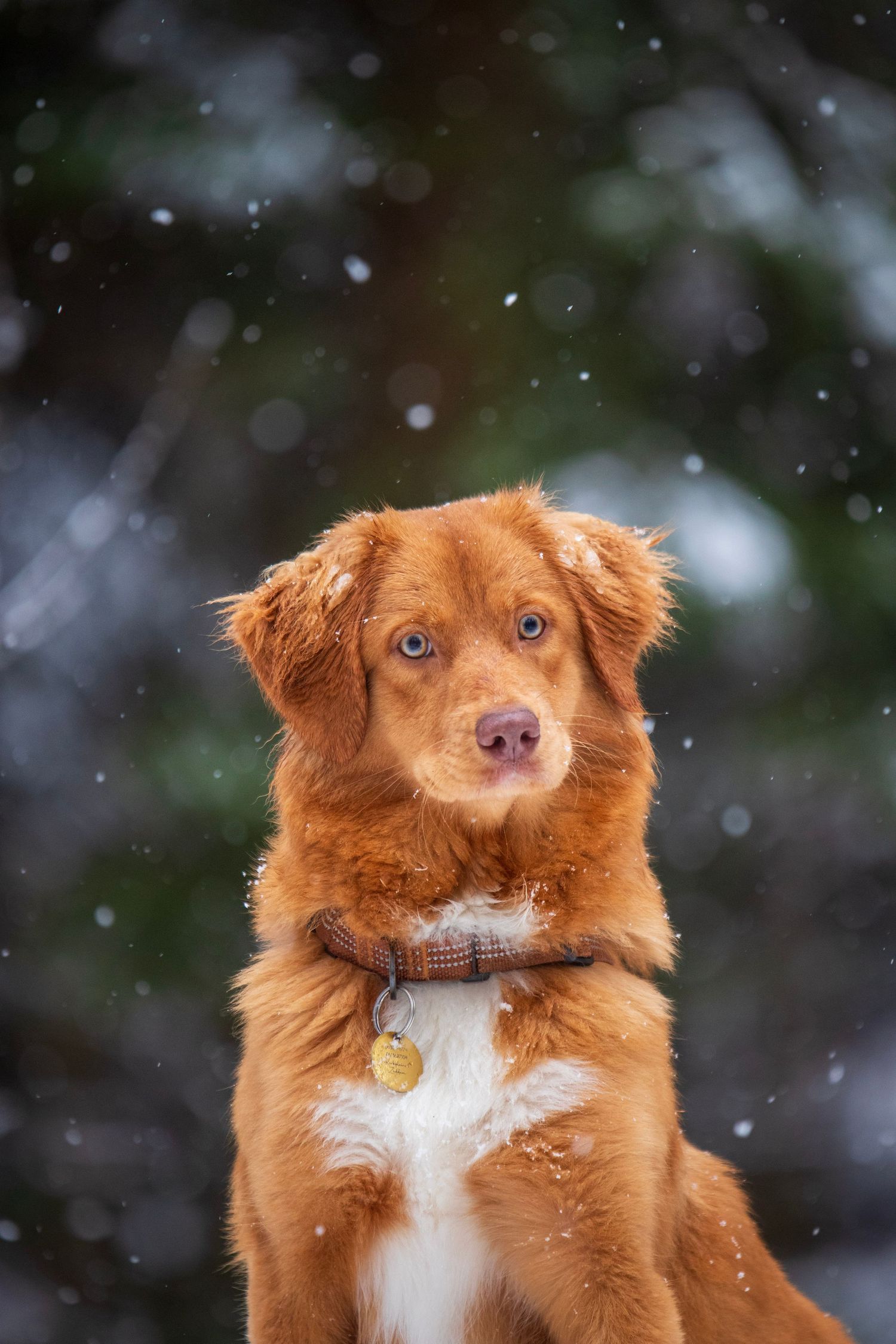 Portrait of an alert red dog with white chest against snowy winter background.