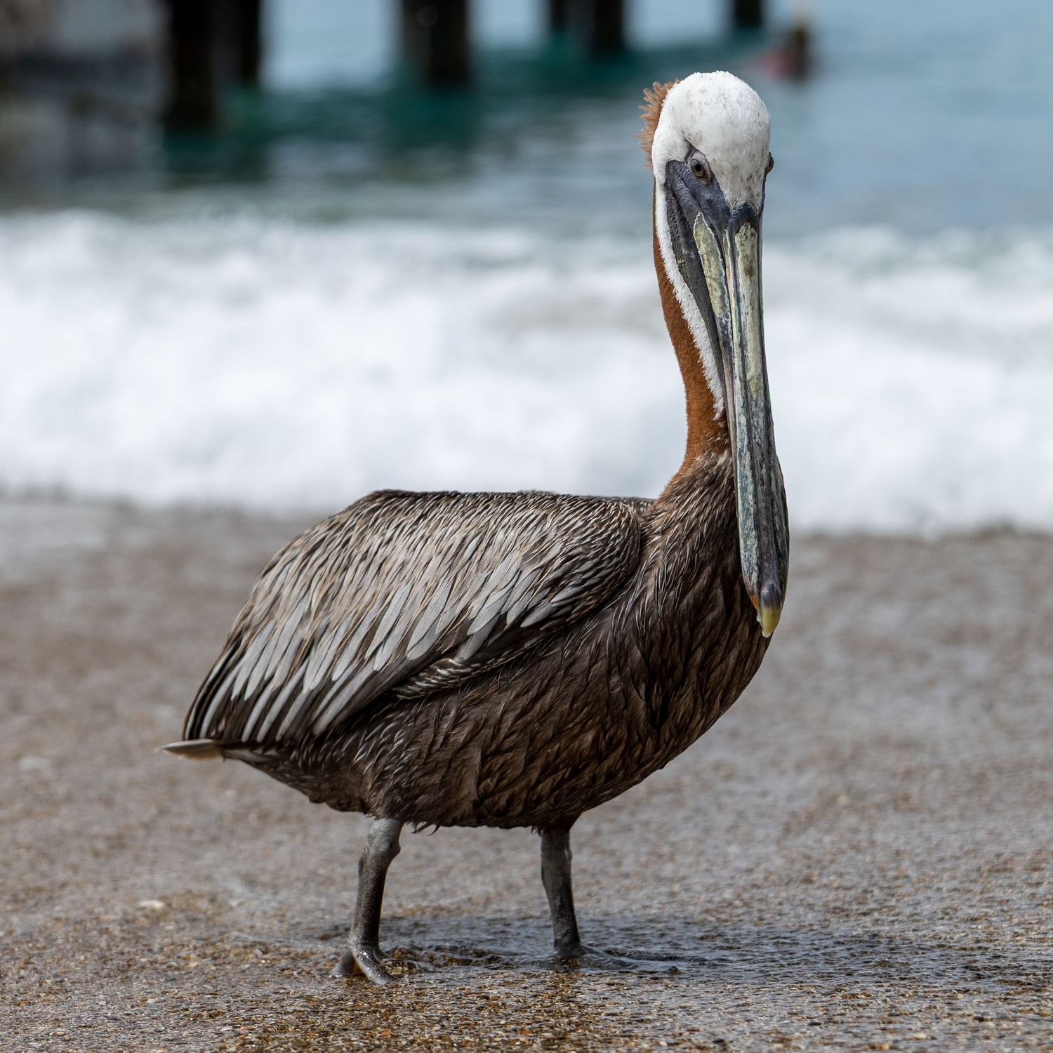 A sequence of brown pelicans standing on a beach with waves in the background.