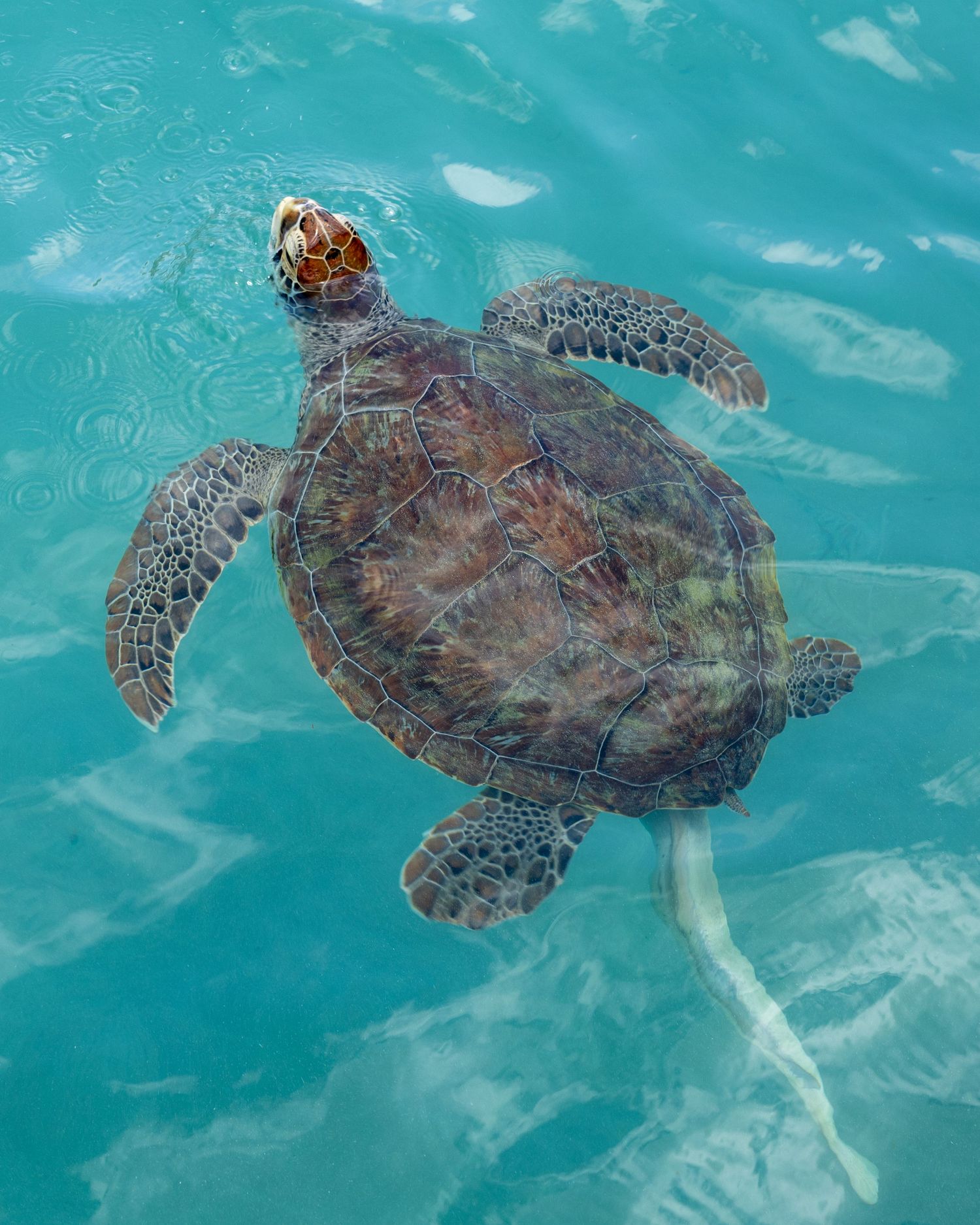 Sea turtles swimming in crystal clear turquoise waters viewed from above.