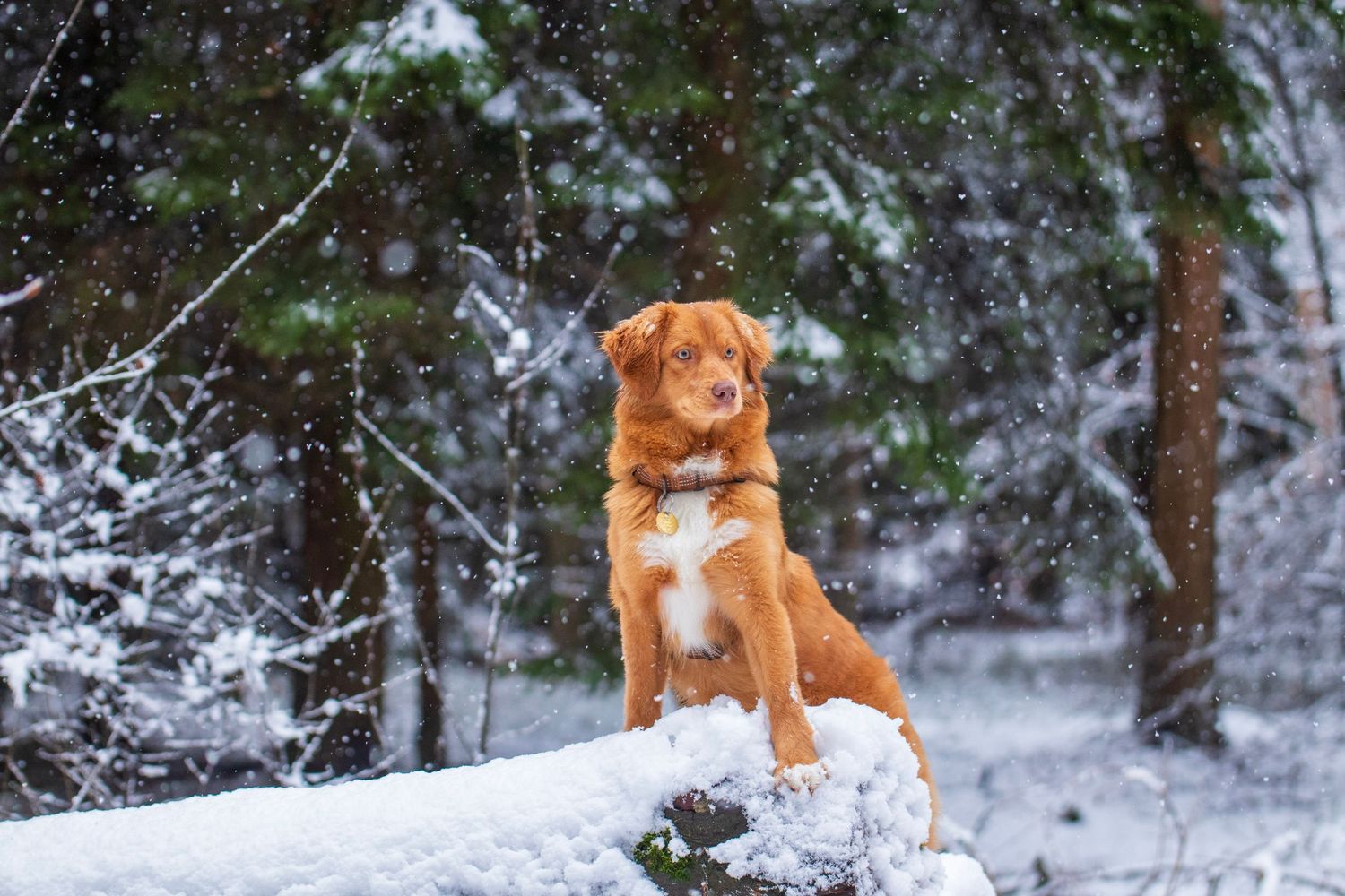 Golden retriever dog playing in snowy winter forest setting.