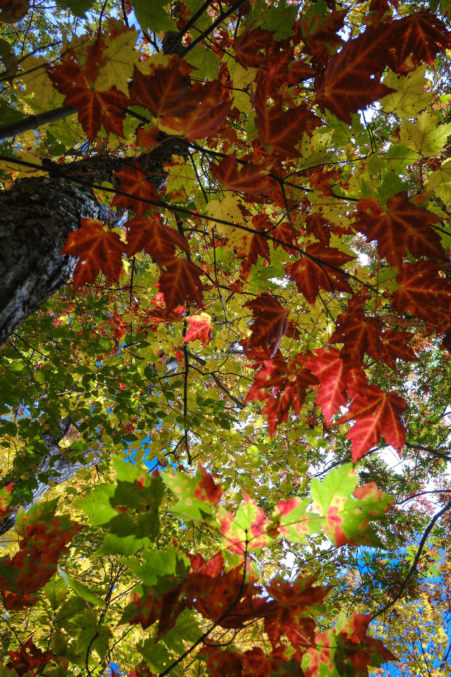 Maple leaves in fall.