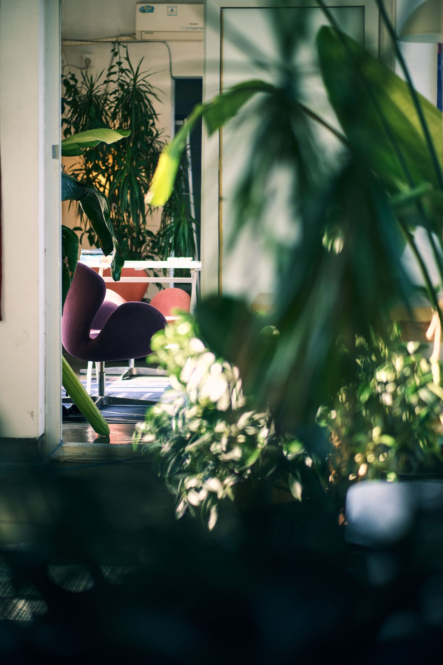 Apartment with plants.