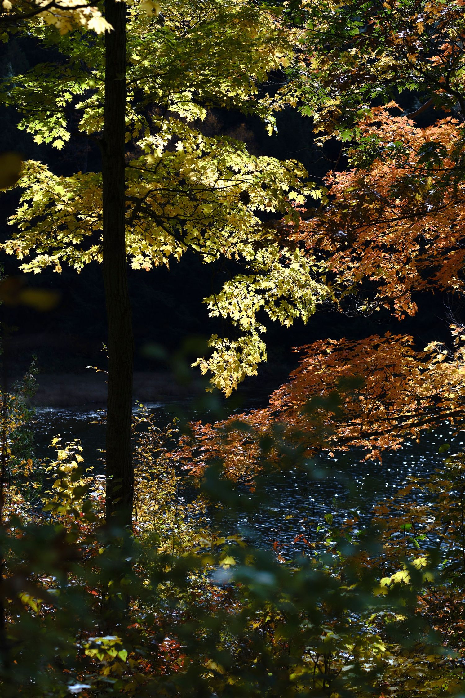 Maple leaves in fall.