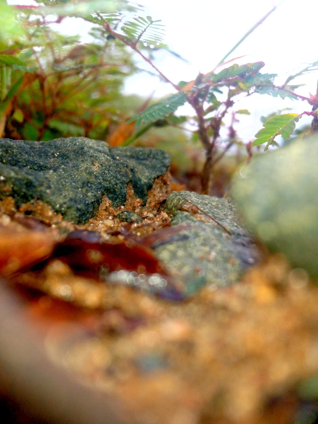 Forest floor macro:
Close-up of the forest floor with dry leaves, small stones, and low plants in soft natural light.