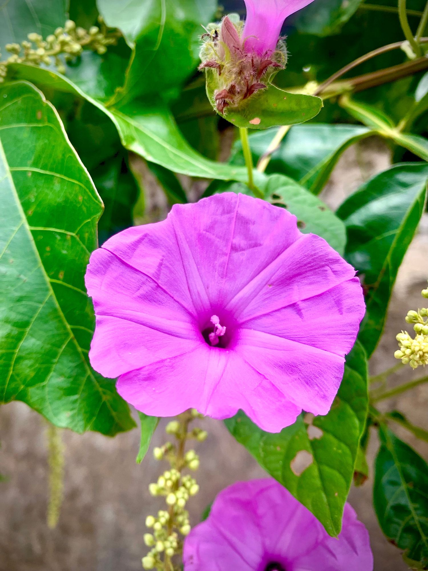 Purple flower close-up:
Close-up of a vibrant purple flower surrounded by green leaves.