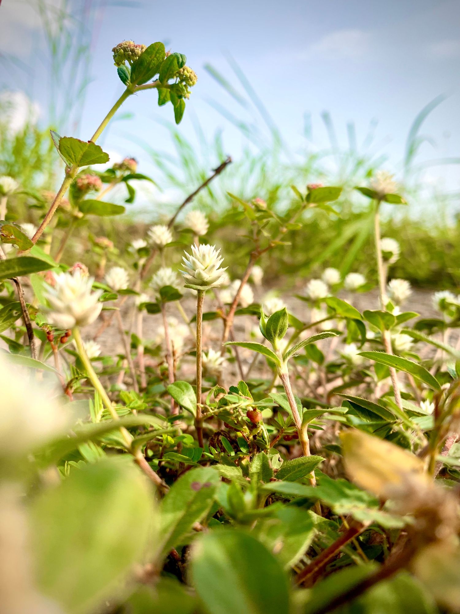 Low-angle grass & plants:
Low-angle view of small green plants and grass growing close to the ground under bright daylight.