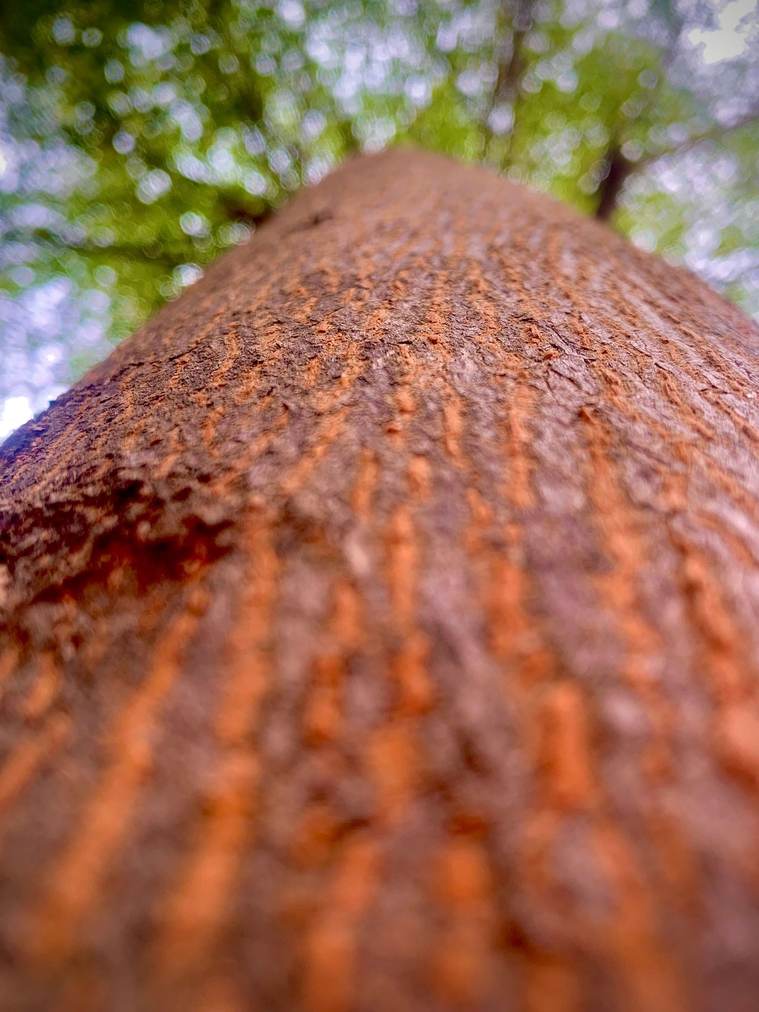 Tree trunk Close-up
upward view of a textured tree trunk with rough brown bark, stretching toward green leaves above