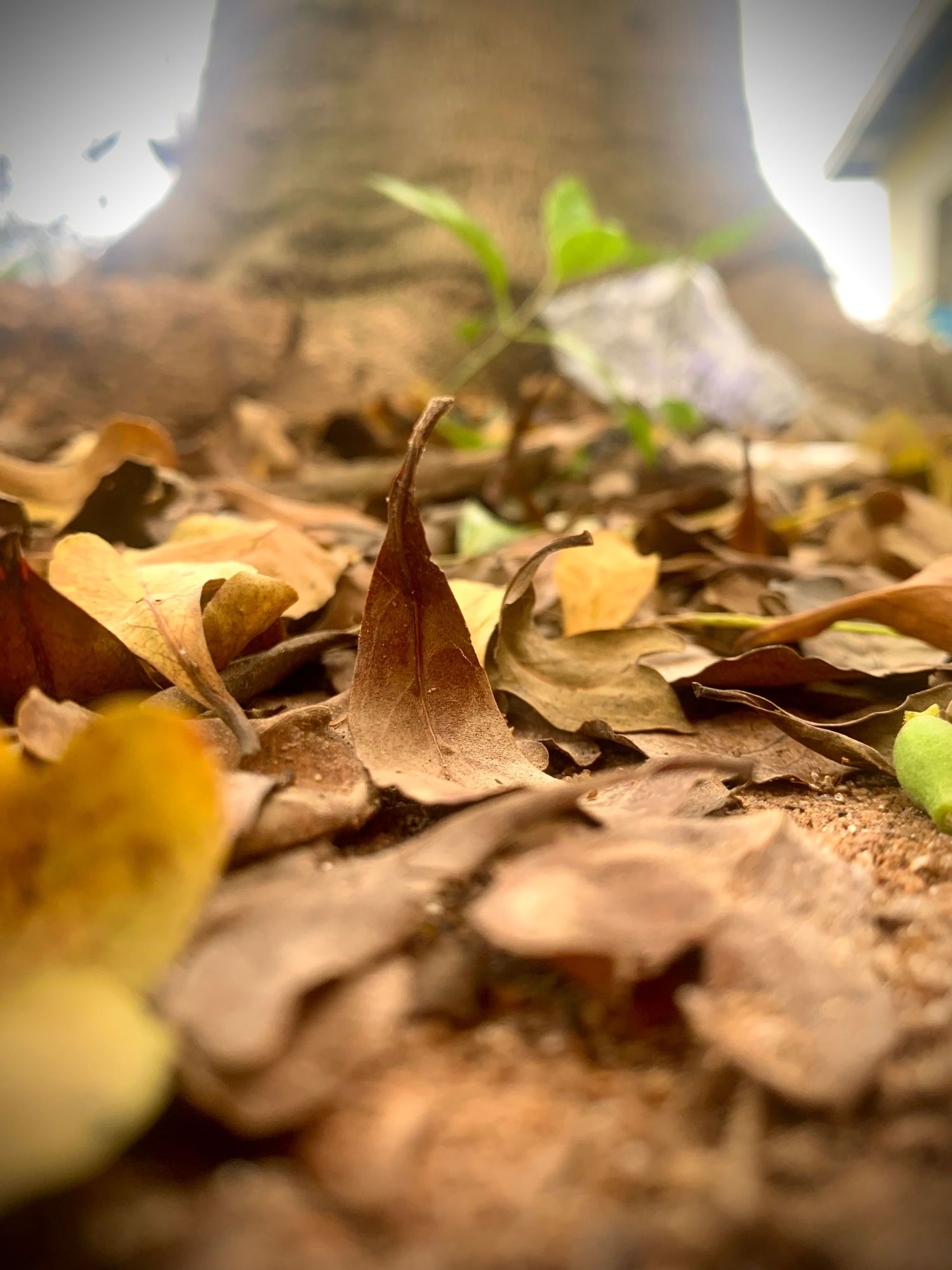 Forest floor:
Fallen dry leaves scattered on the forest floor at the base of a tree, with small green plants emerging between them