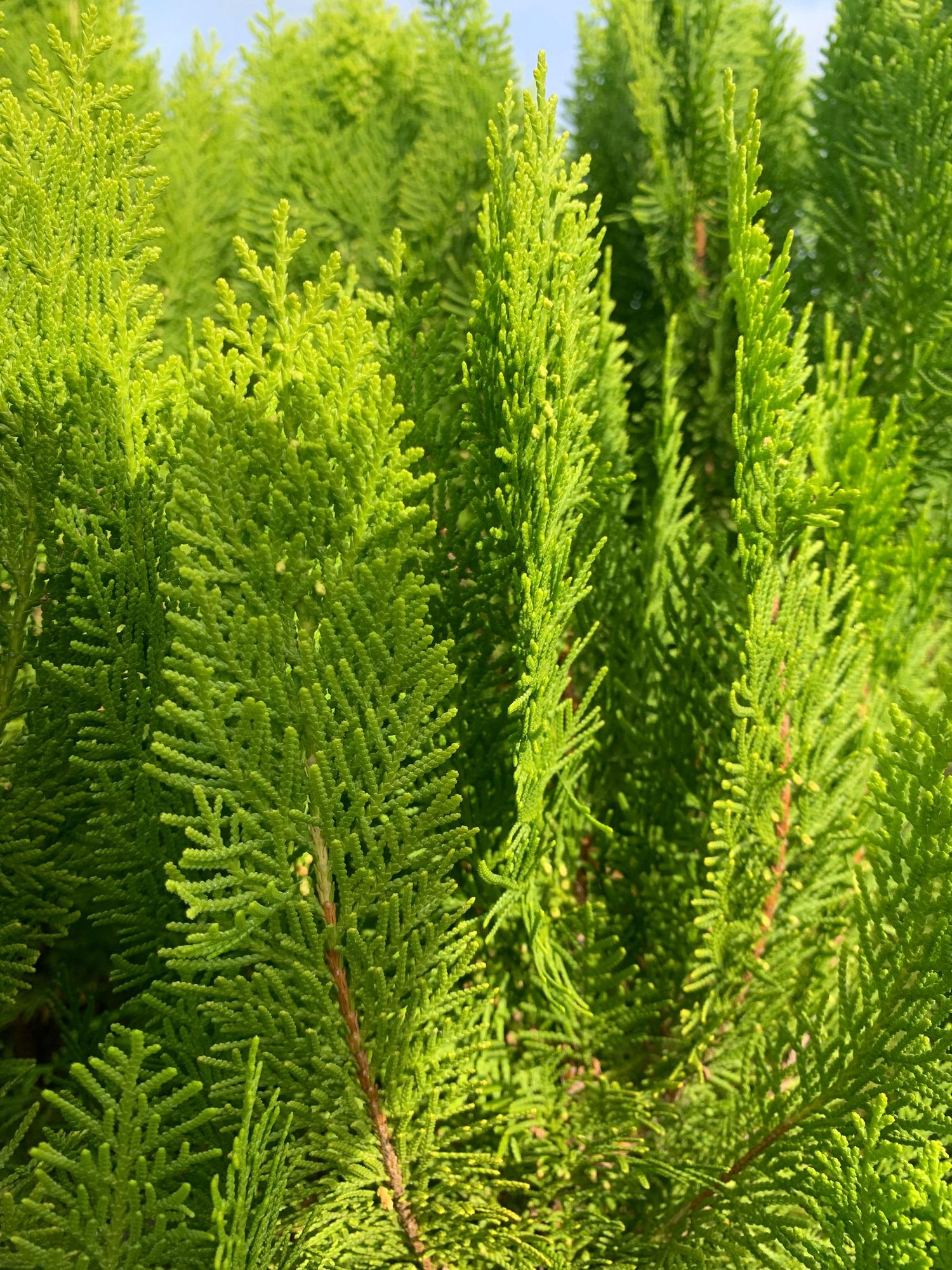 Green foliage:
Dense green foliage of tall, narrow plants growing closely together in natural sunlight