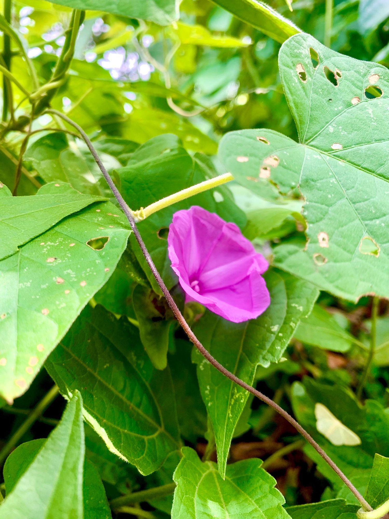 Pink flower among leaves:
Small pink flower blooming among broad green leaves in a natural outdoor setting