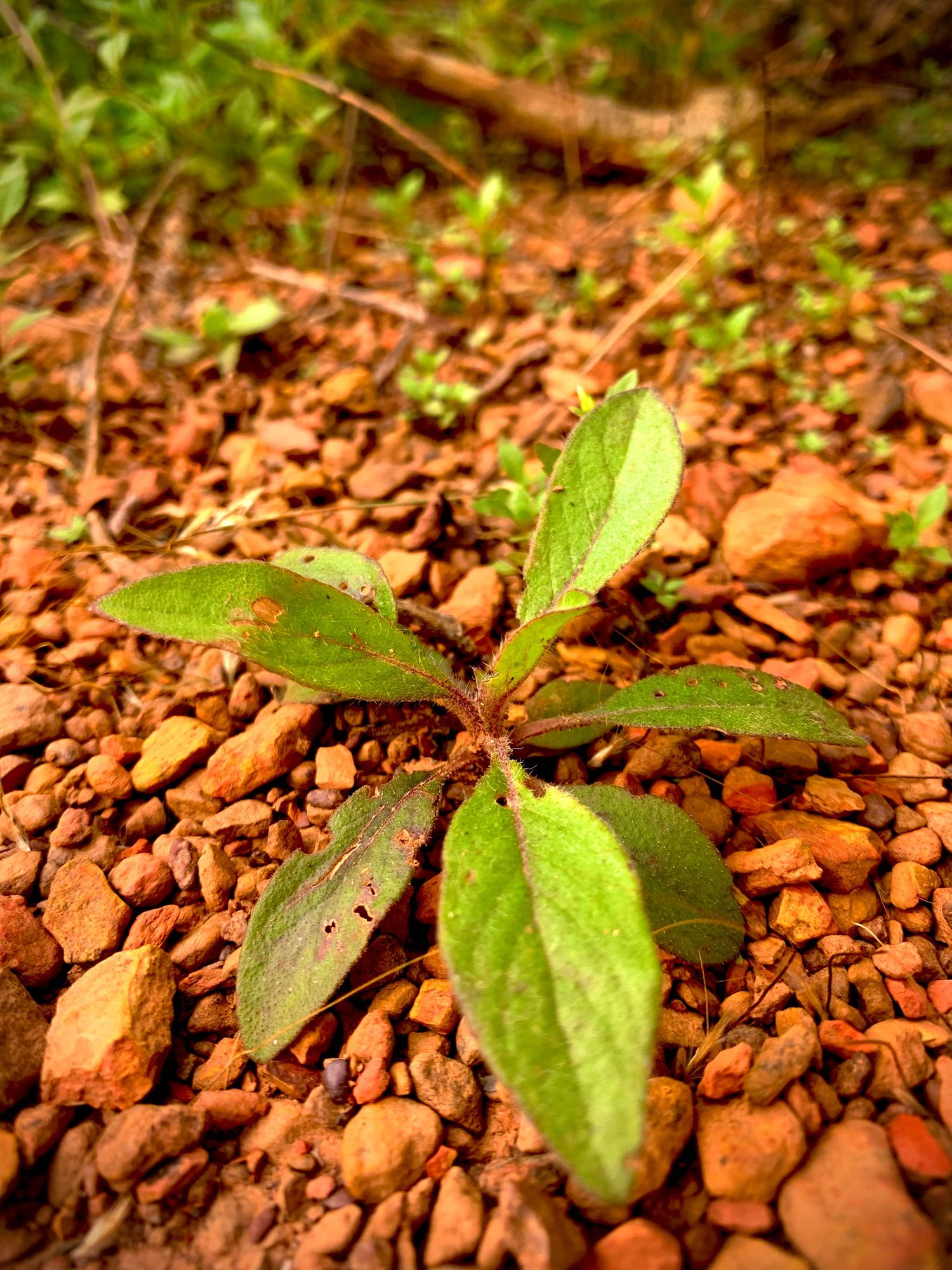 Young plant sprout:
Young green plant sprouting from reddish-brown soil outdoors.