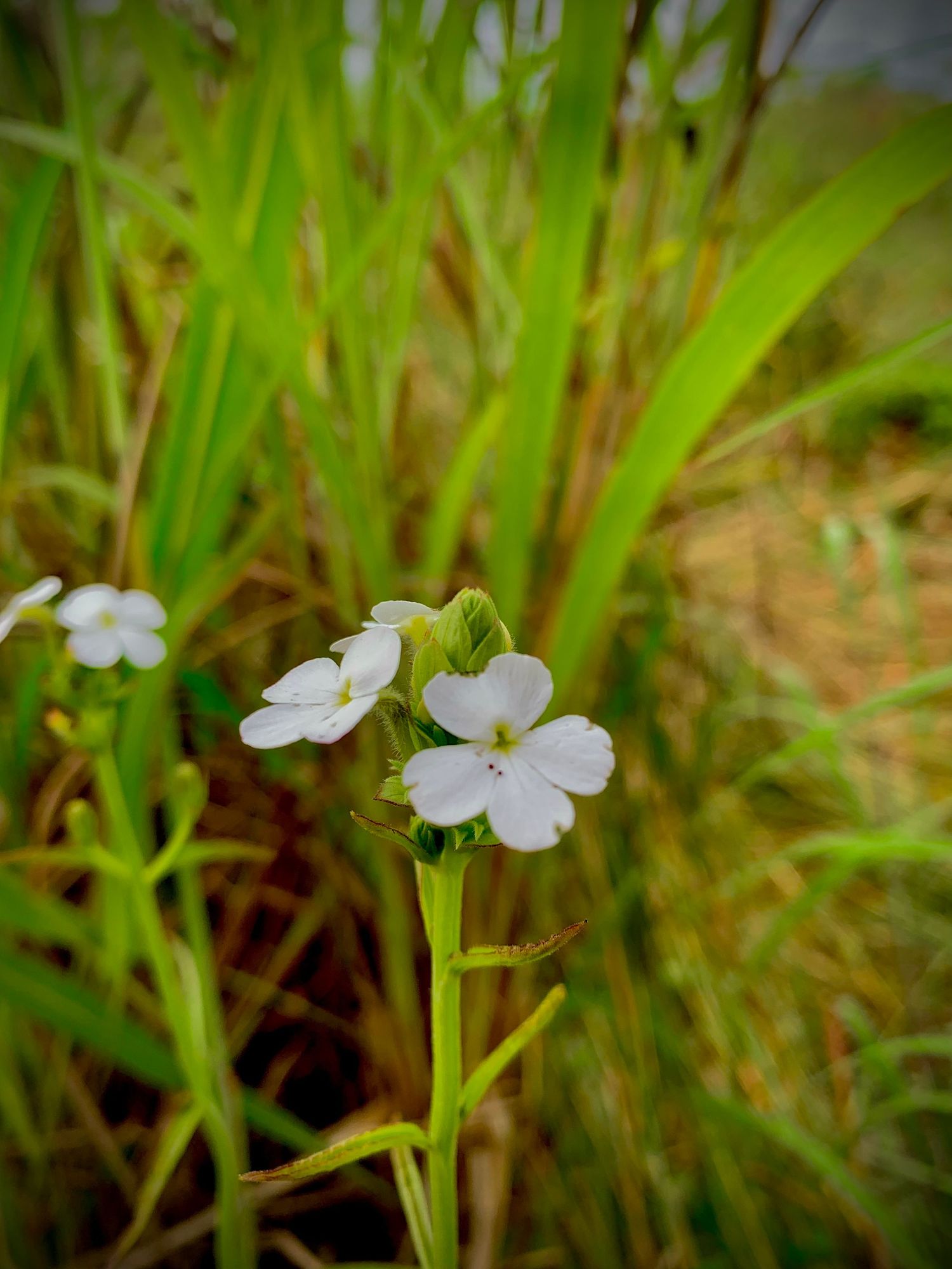 Small white wildflower:
Small white wildflower growing among tall green grass in natural sunlight